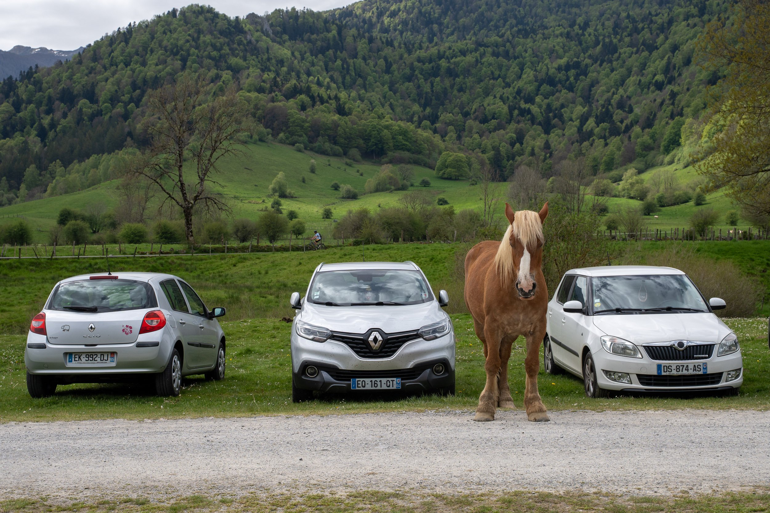 A horse standing between three parked cars in a grassy field with hills and trees in the background.
