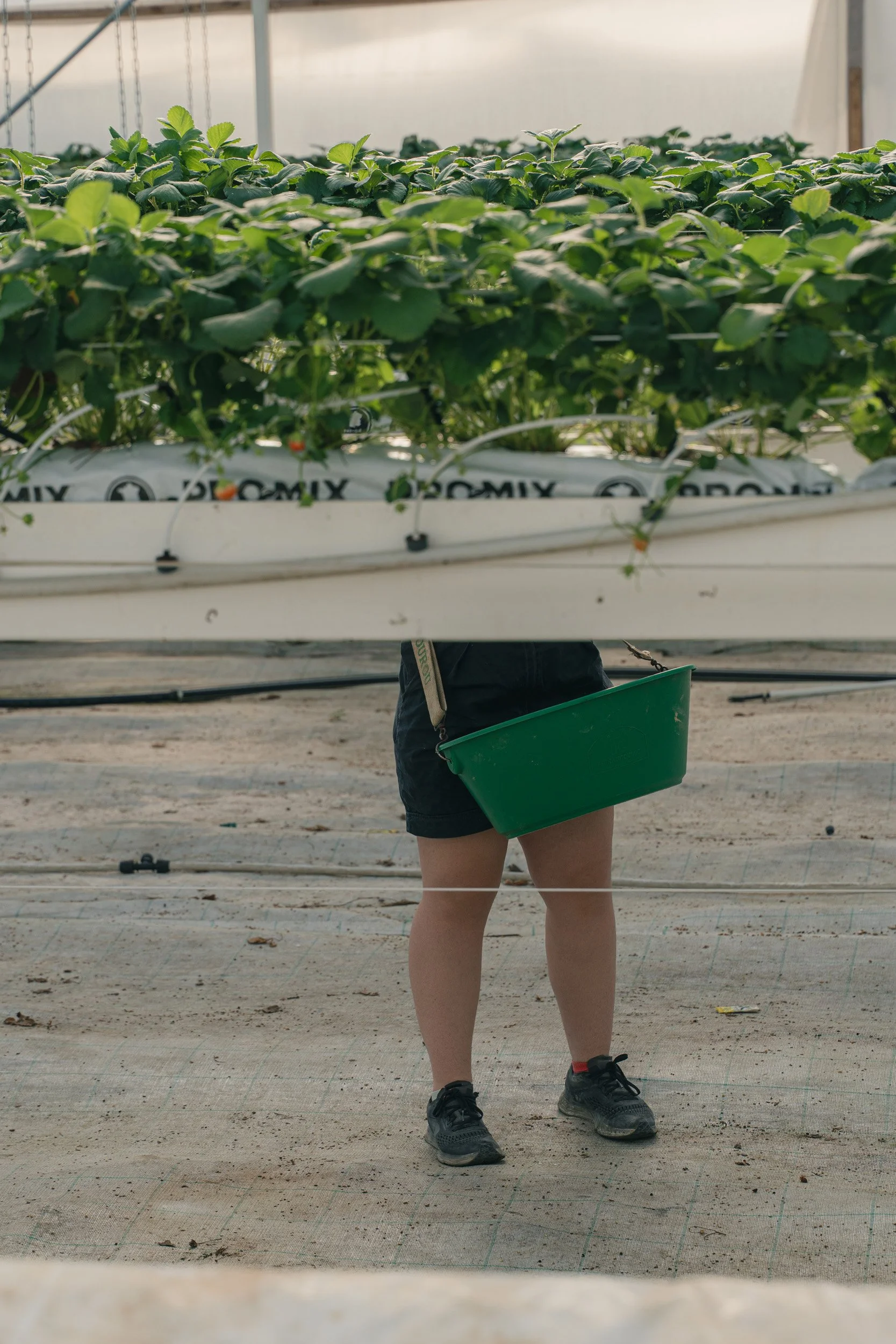 A person standing behind a large indoor strawberry farm with a tray of strawberries, wearing black shorts, black shoes, and a green bag, with the focus on their legs and the plants above.