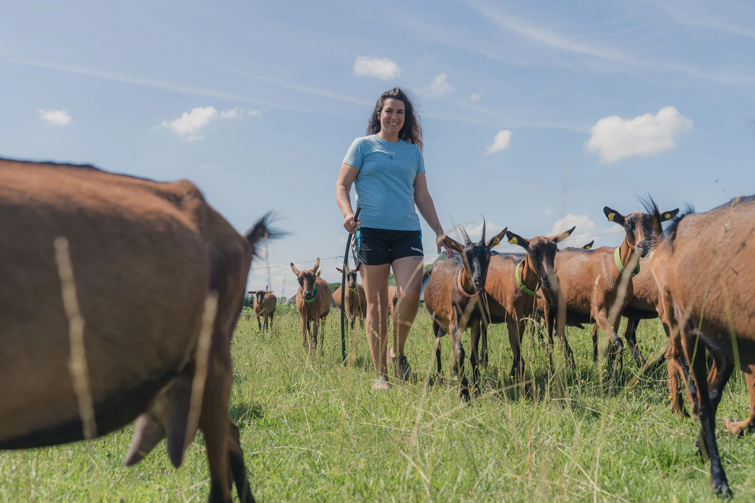 A woman standing in a grassy field surrounded by goats on a sunny day.
