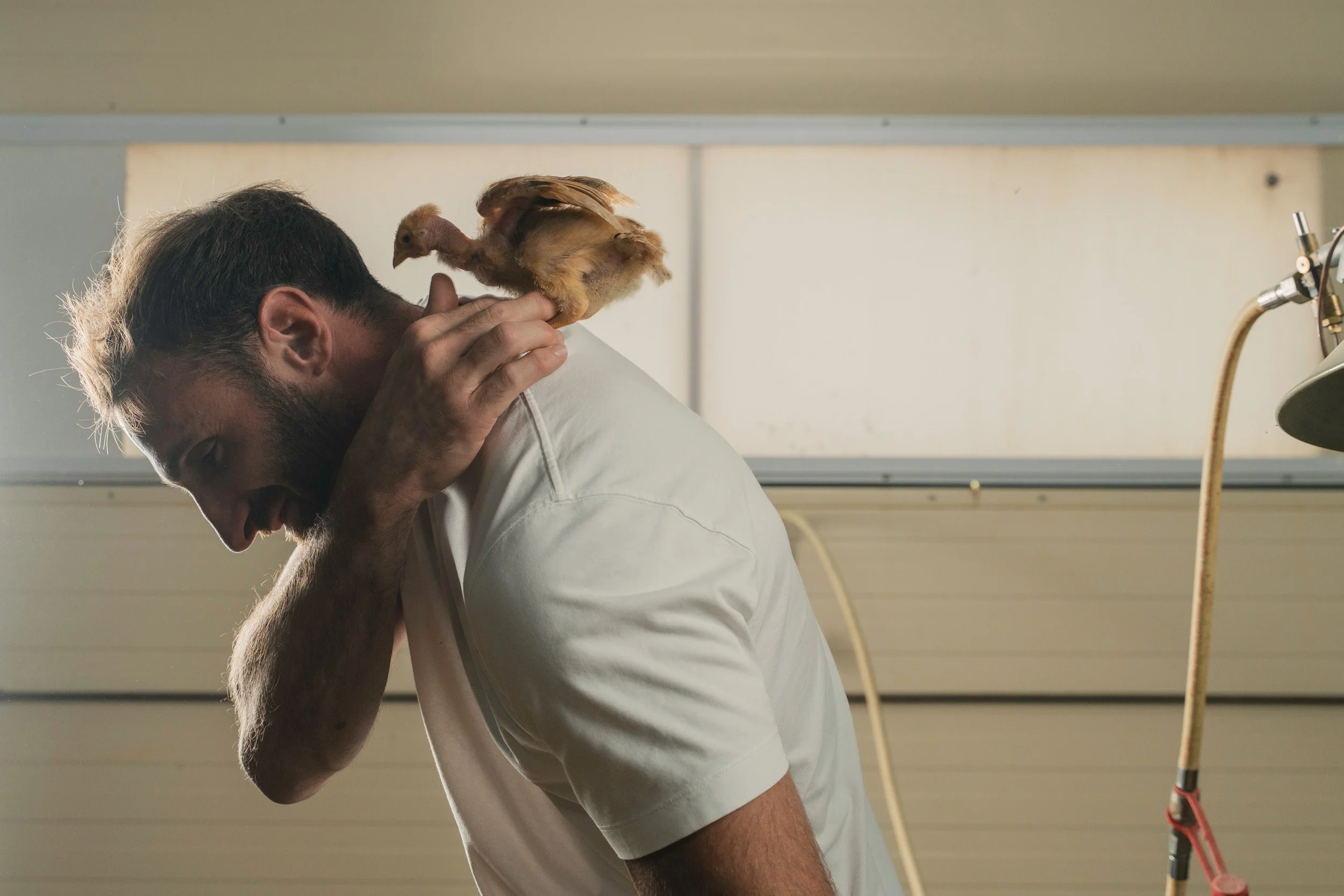 A man with a beard is holding a small brown chicken on his shoulder inside a room with beige walls and a light-colored ceiling.