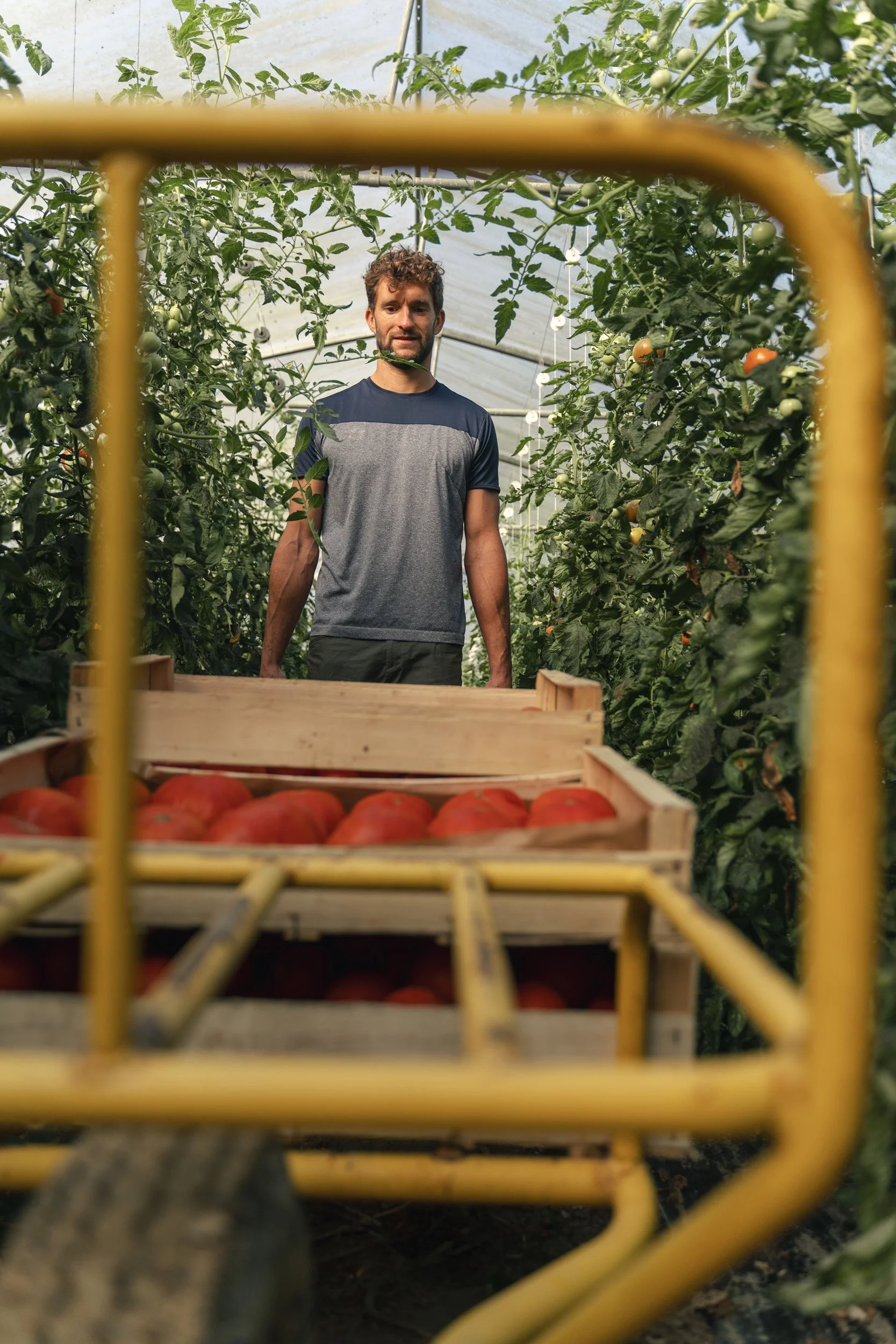 A man standing in a greenhouse surrounded by tomato plants, seen through a yellow cart filled with red tomatoes in the foreground.