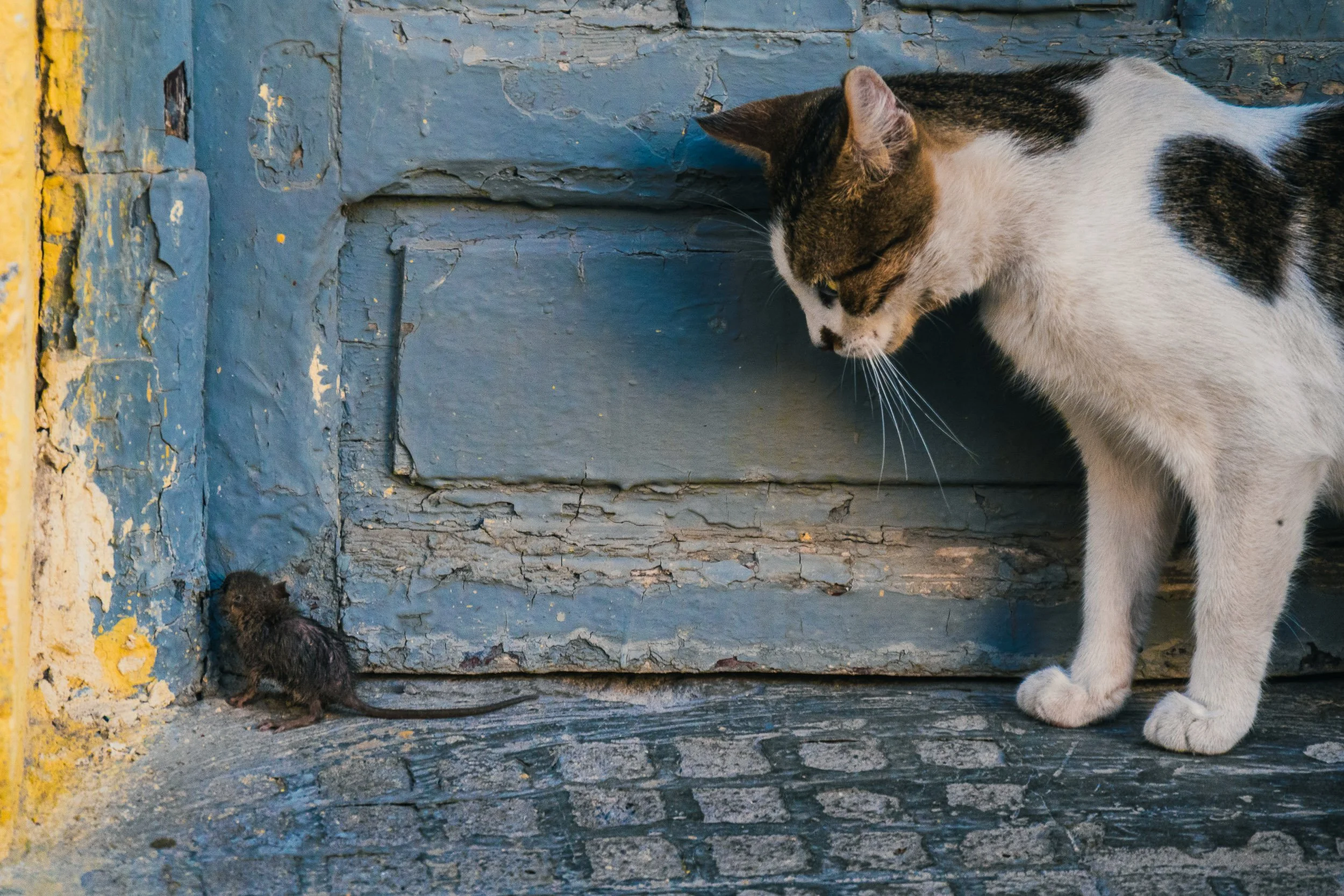 A cat and a small rat meet near a blue and yellow wall.