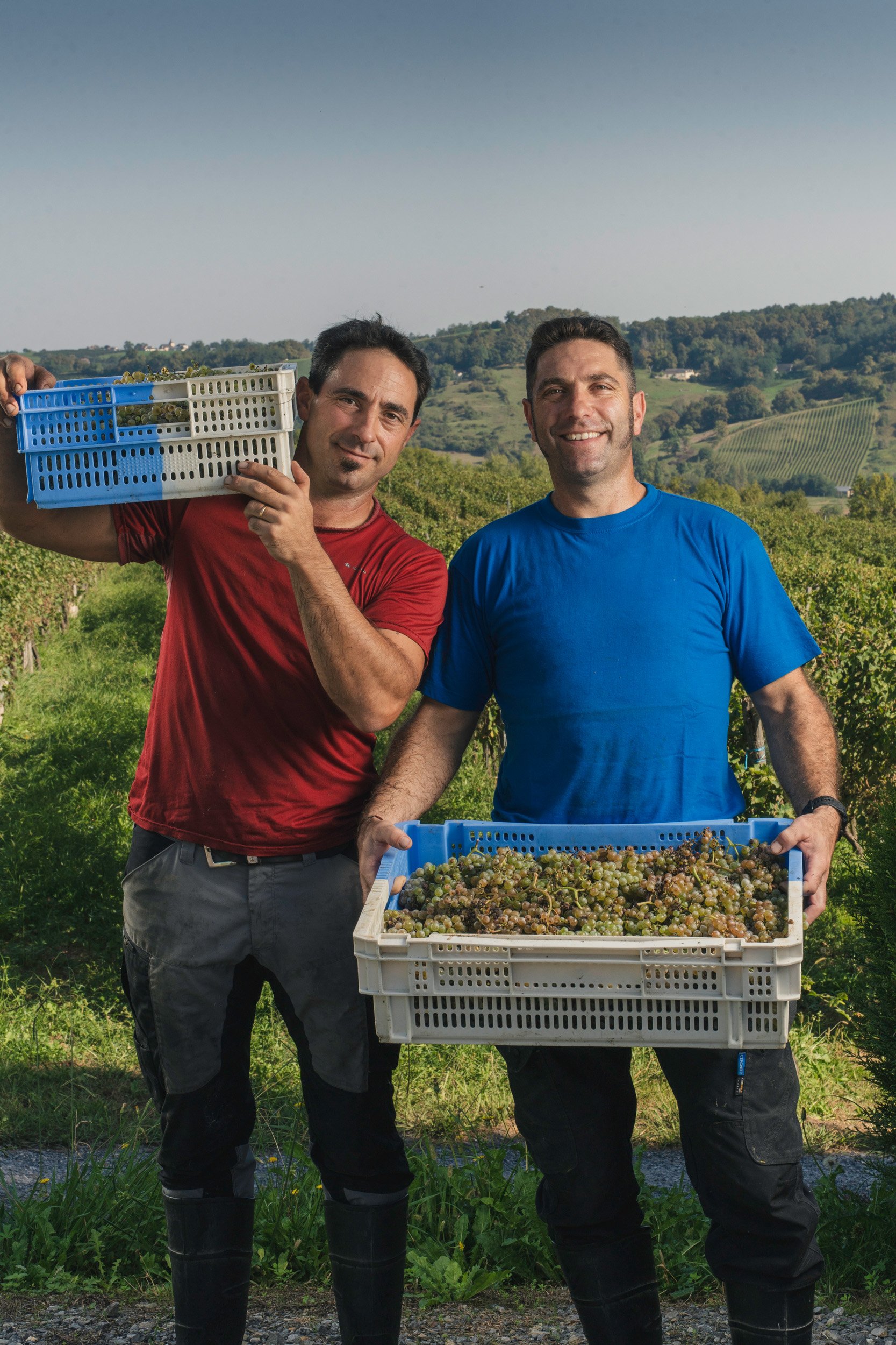 Two men standing in a vineyard holding baskets of harvested grapes with rolling hills and grapevines in the background.