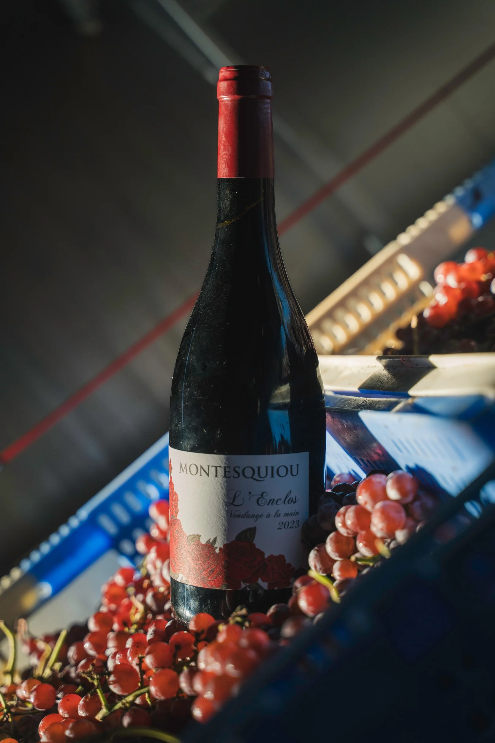 A bottle of Montesquiu wine surrounded by red grapes in a producer storage area.