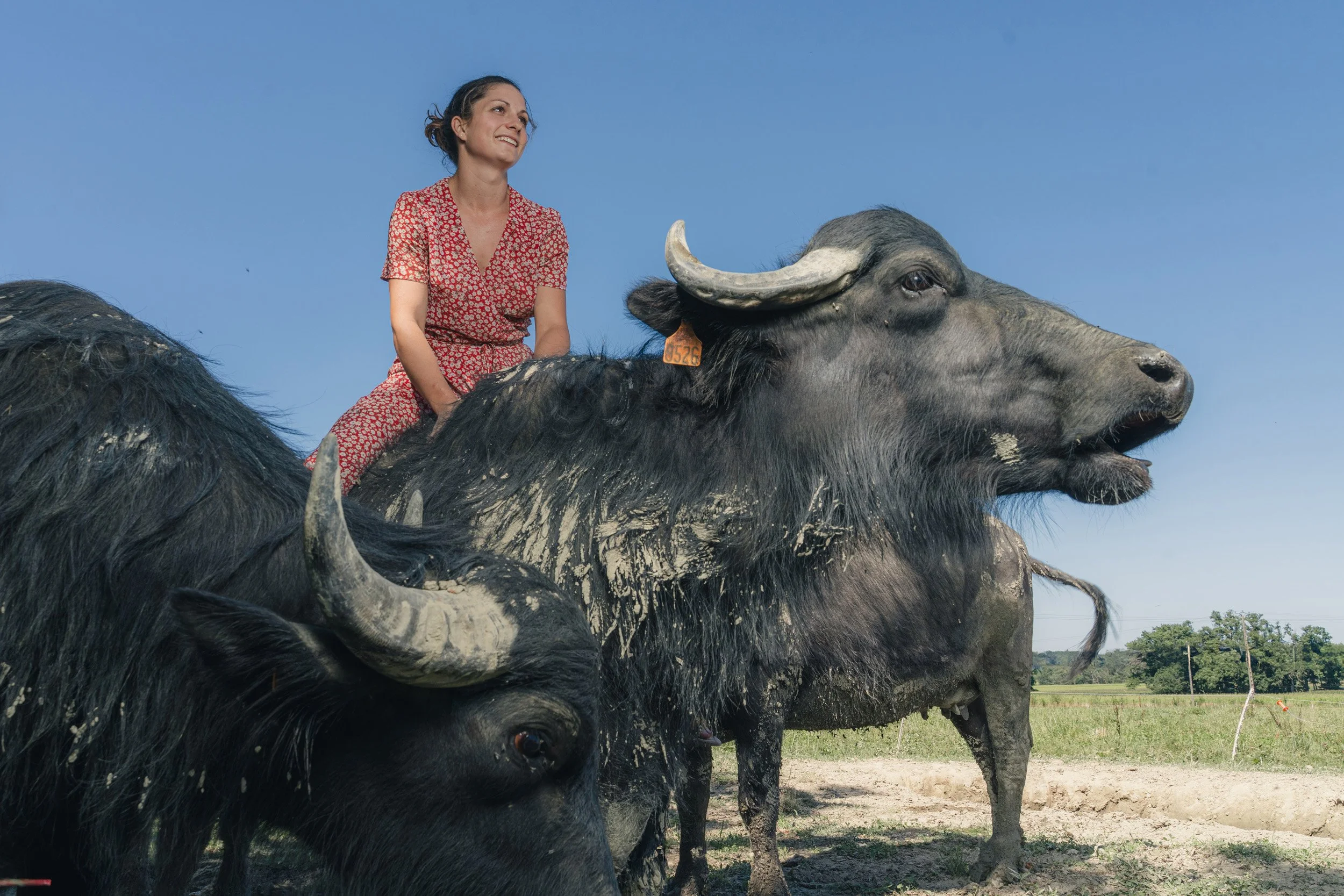 A woman in a red patterned dress riding on the back of a large buffalo in an open field under a clear blue sky.