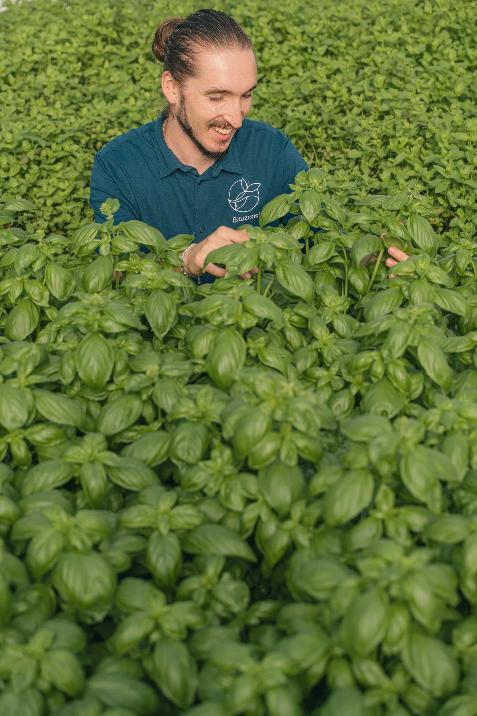 A man with a bun hairstyle and beard, wearing a blue shirt with a logo, smiling and tending to lush green basil plants in a greenhouse or garden.