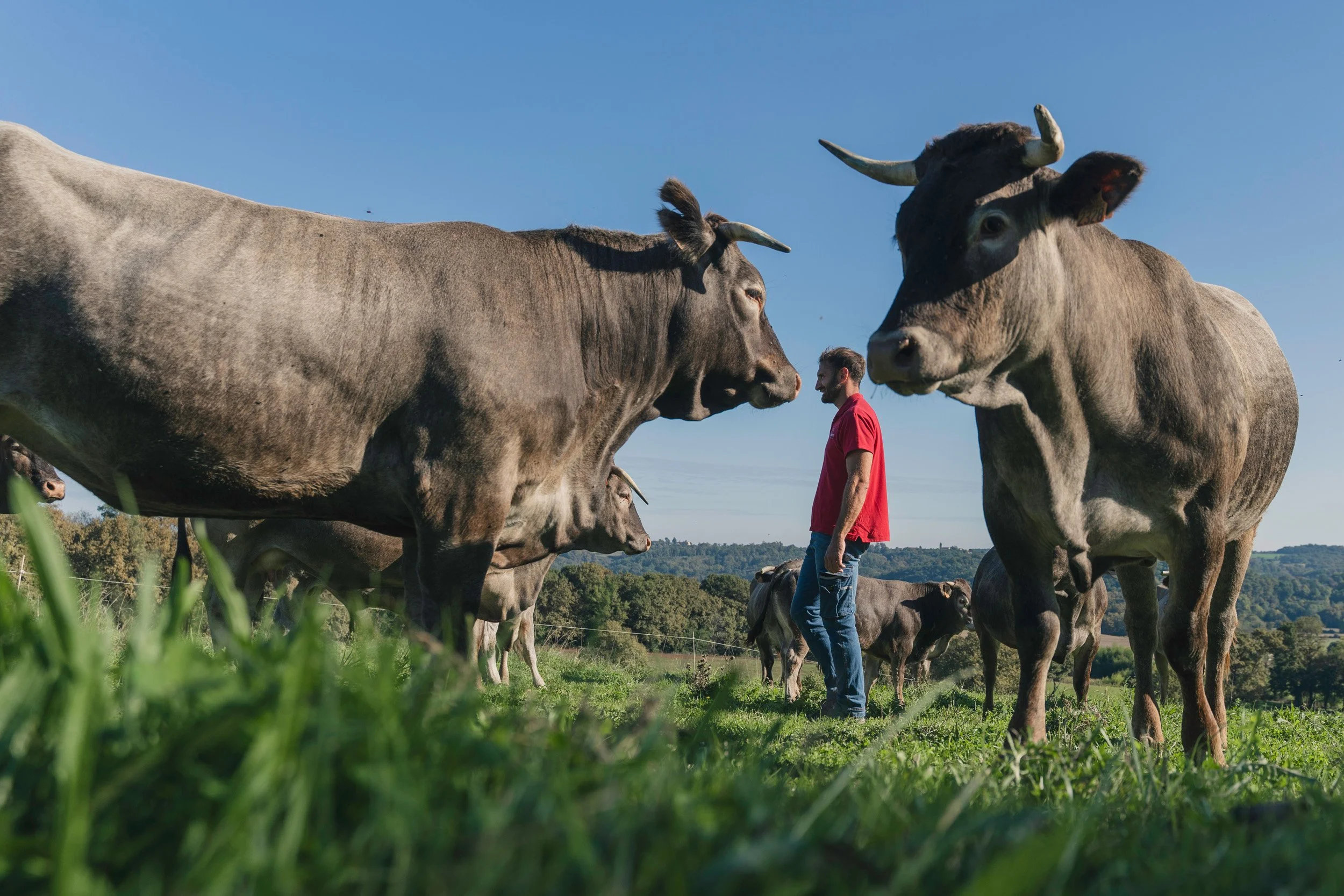 A man in a red shirt standing among large cattle in a green pasture under a clear blue sky.
