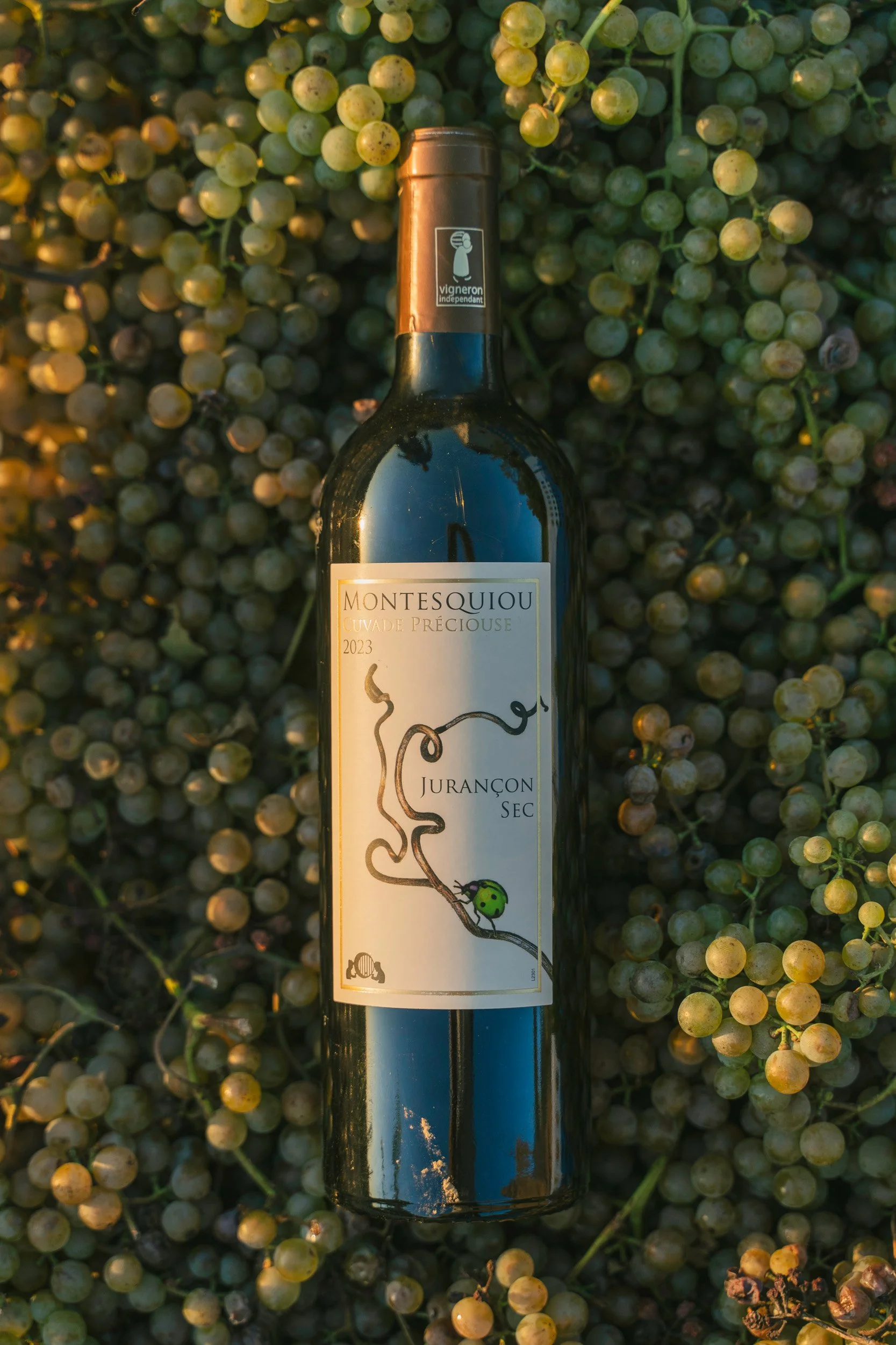 A dark wine bottle with a label, resting on a bed of green and yellow grapes.