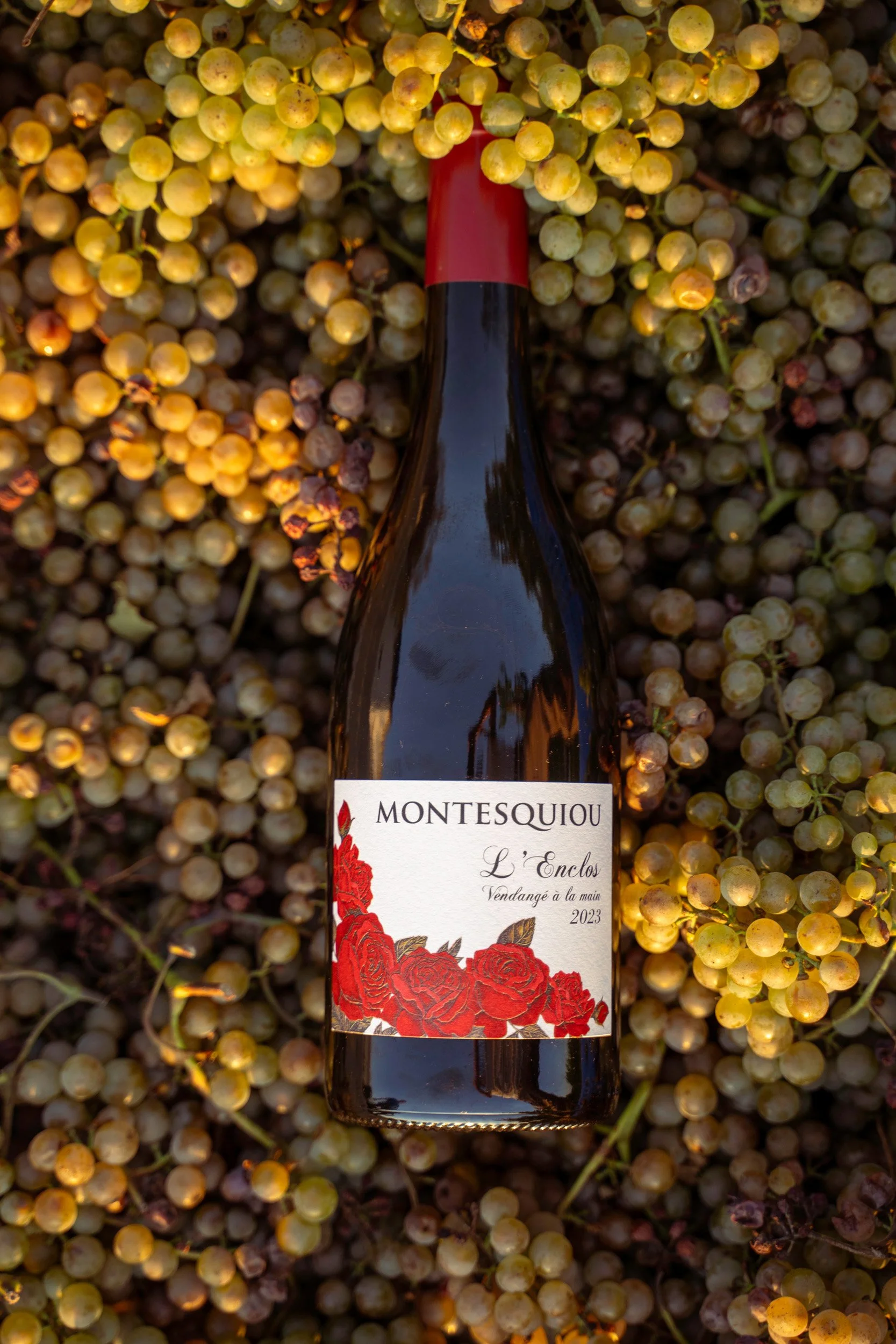 A wine bottle labeled 'Montesquiou L'Enclos Vendangé à la main 2023' lying on a bed of white grapes.