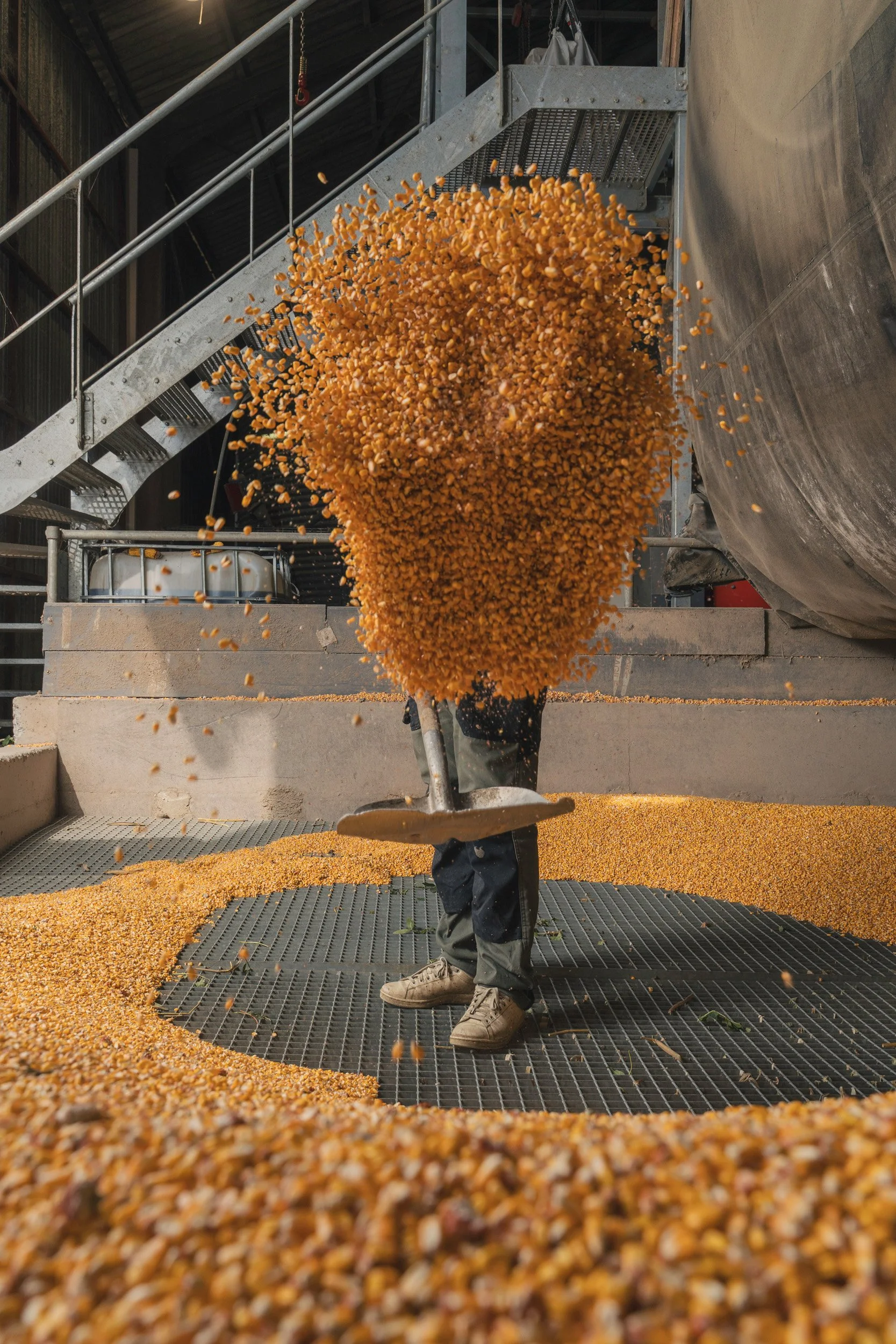 Person tossing dried corn kernels in an industrial setting with metal stairs and equipment.