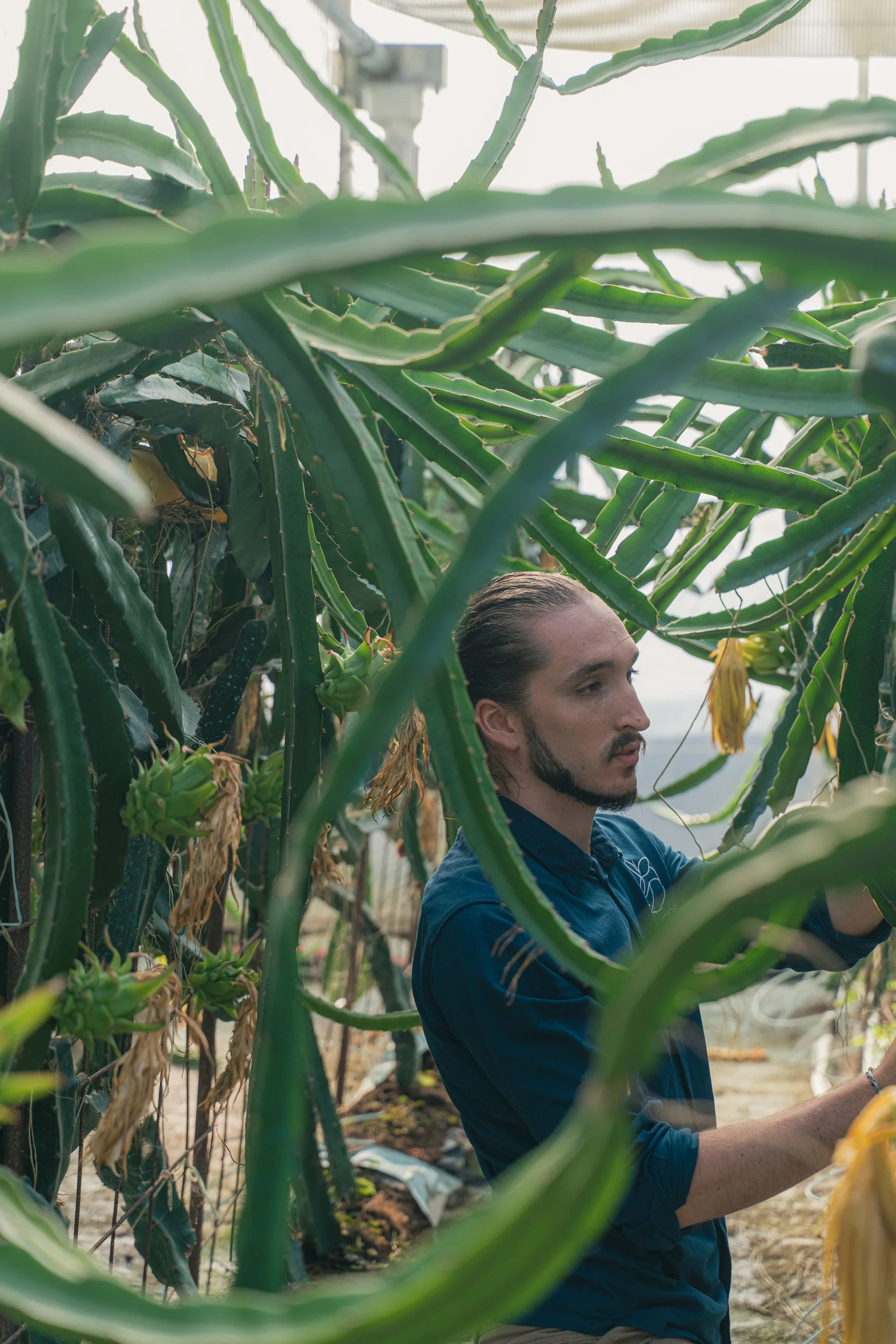 A man with long hair and a beard wearing a blue shirt is working with a plant in a greenhouse, surrounded by tall cactus plants and dragon fruit flowers.
