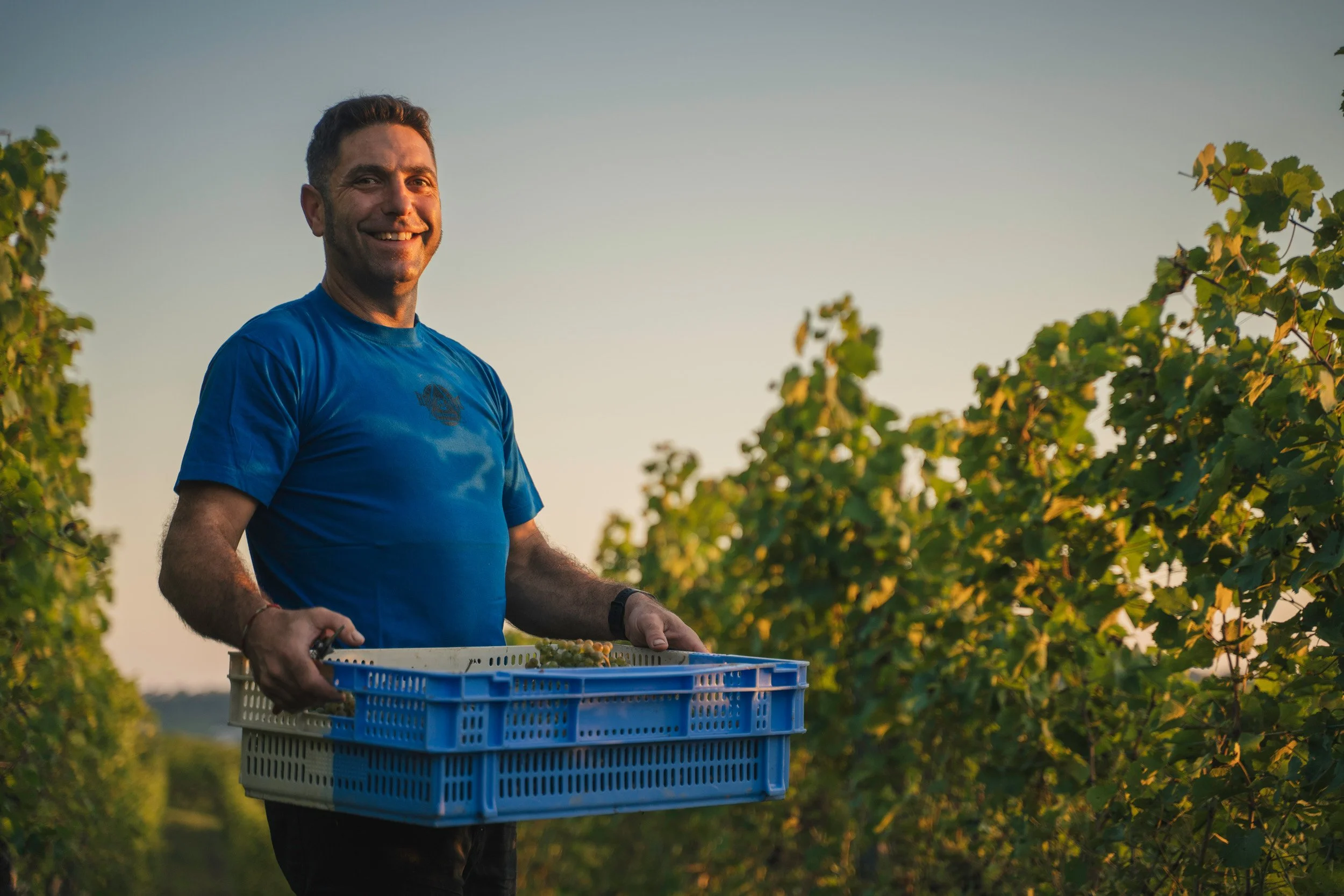 A smiling man in a blue T-shirt holding a blue plastic crate with grapes in a vineyard during sunset.