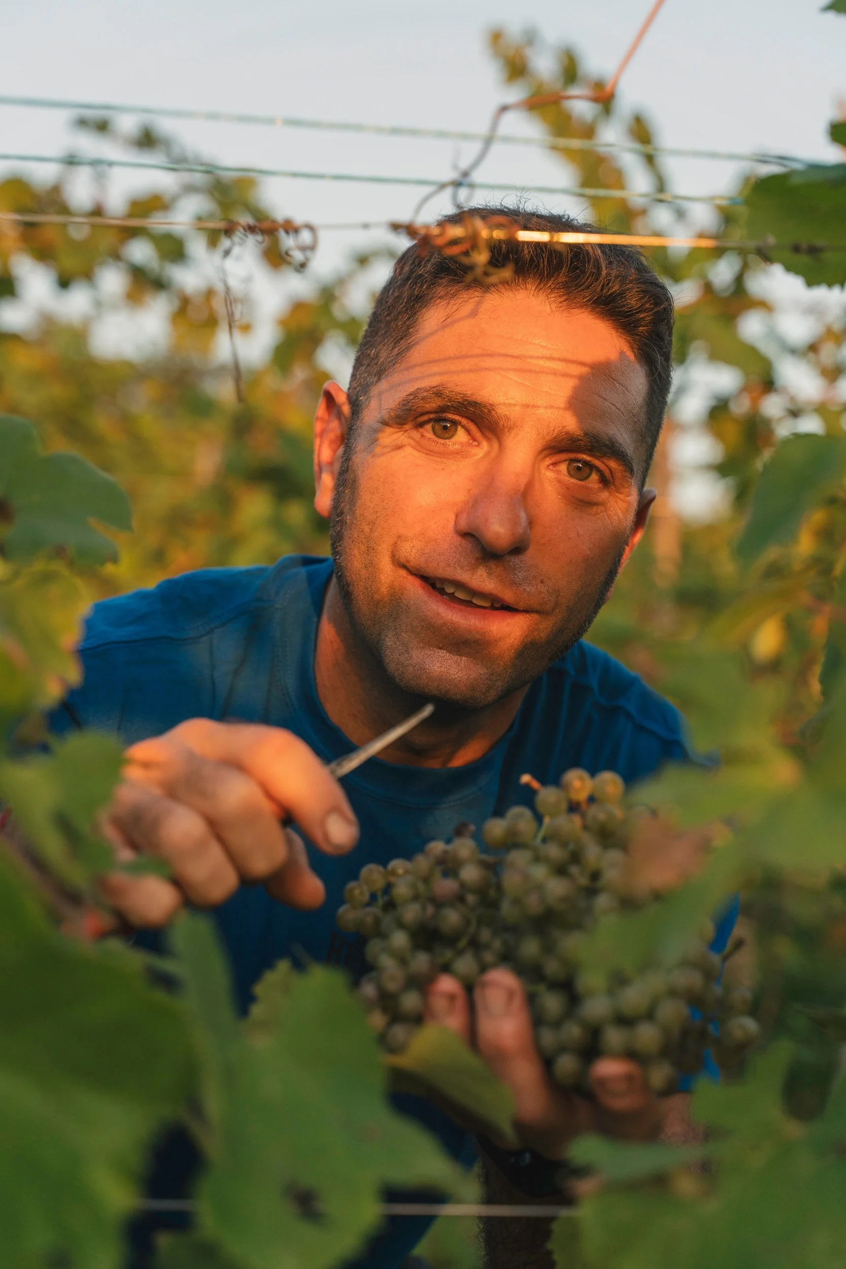 A man harvesting grapes in a vineyard during sunset, holding a bunch of grapes and using a small tool to check them.