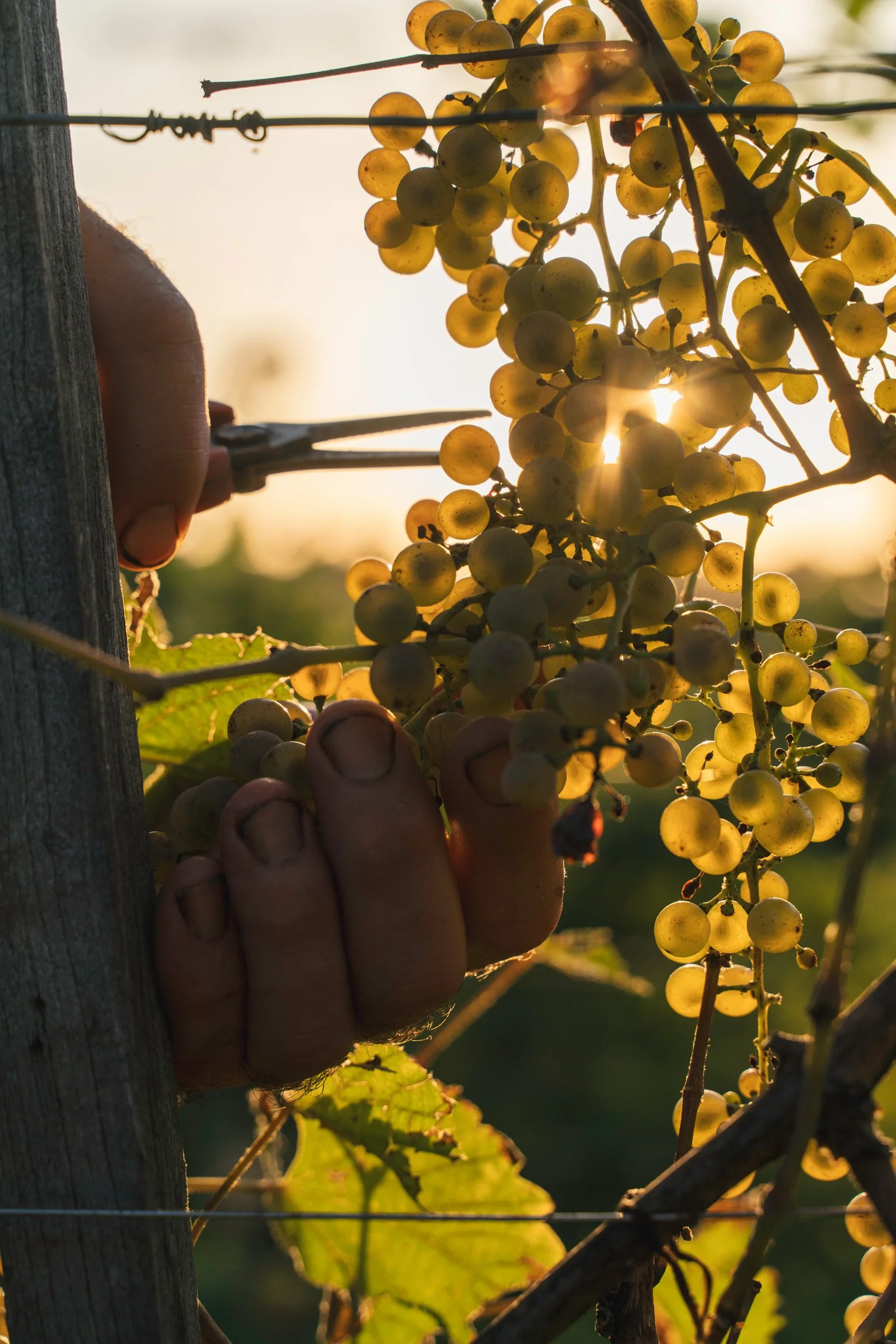 A person harvesting yellow grapes from a vine at sunset, using scissors to cut the bunches.