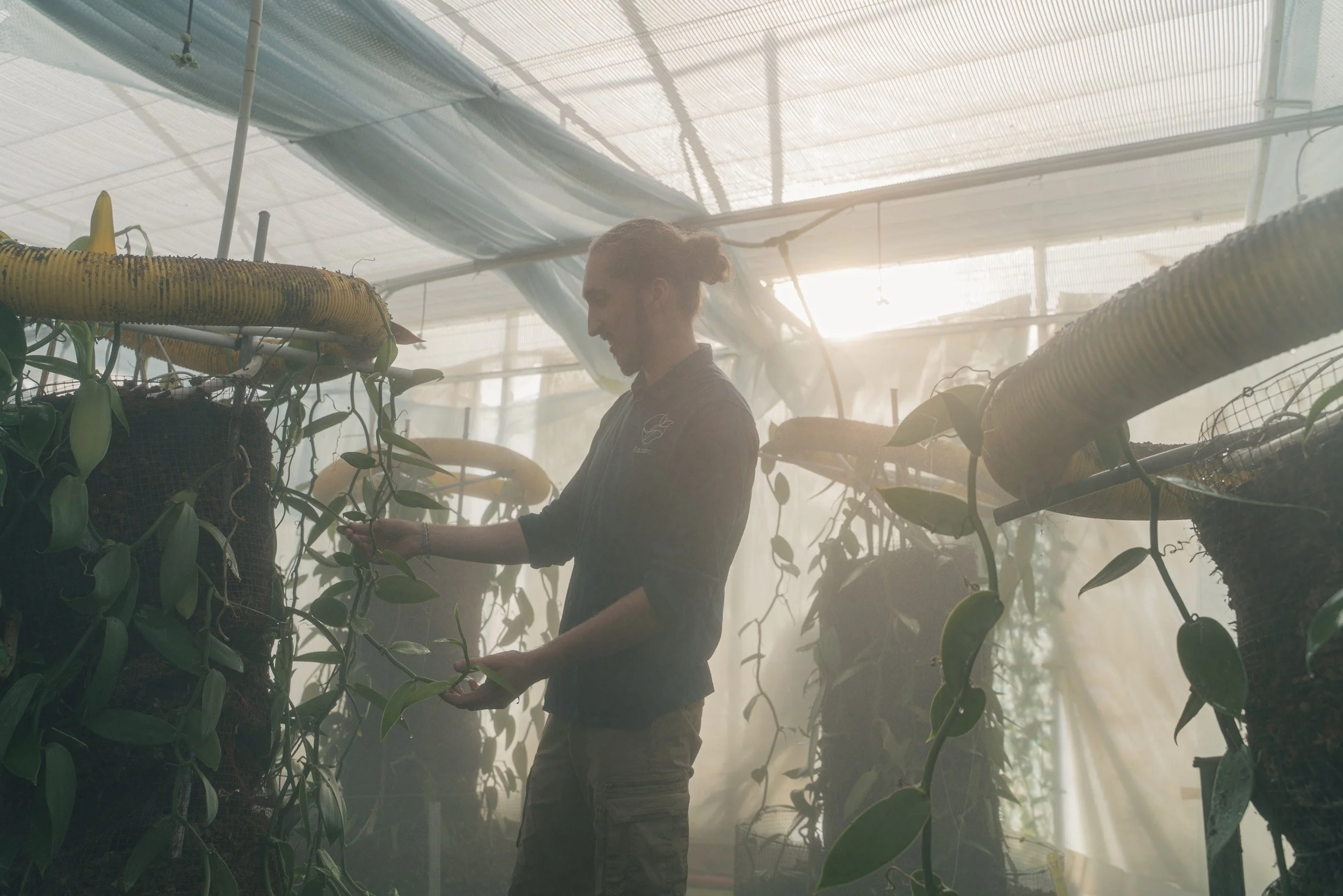 A person in a greenhouse tending to hanging plants, with sunlight streaming in and misty atmosphere.