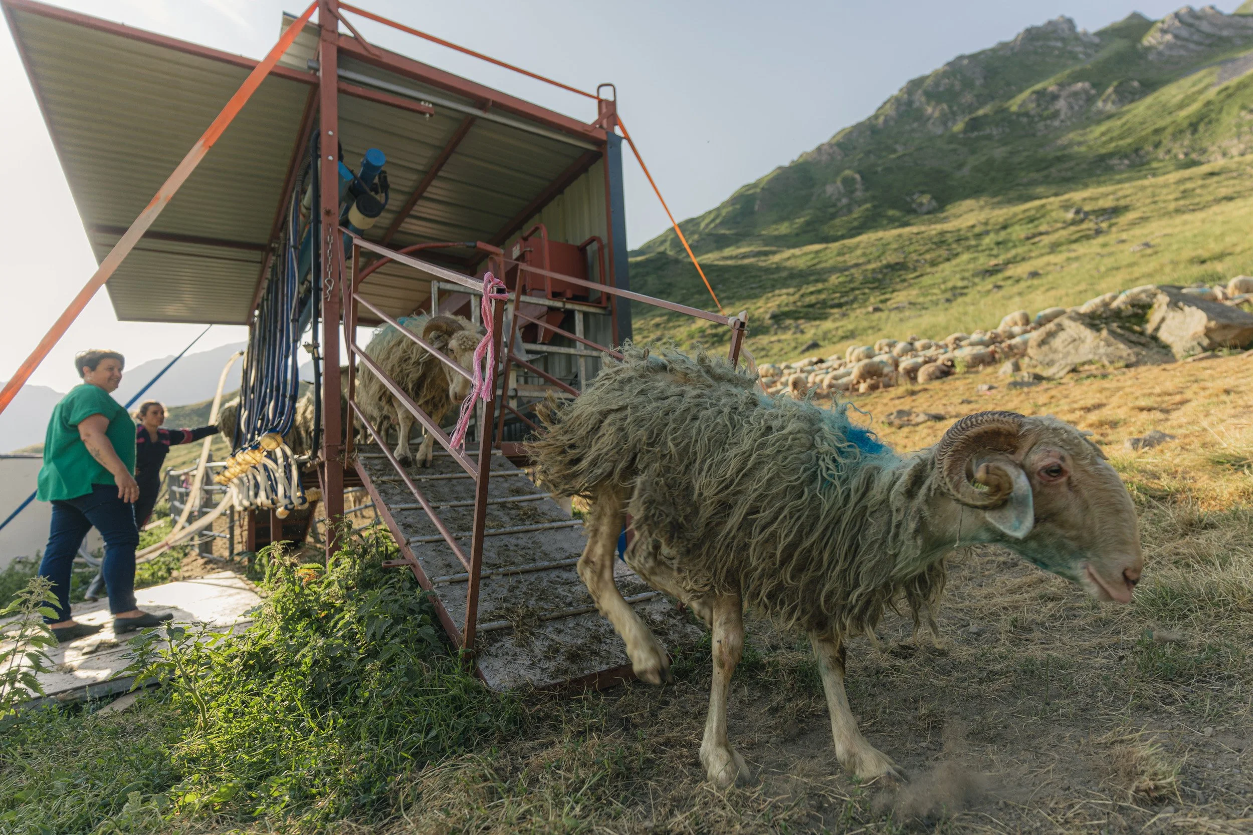 People unloading sheep from a truck in a grassy hilly area with a mountainous background.