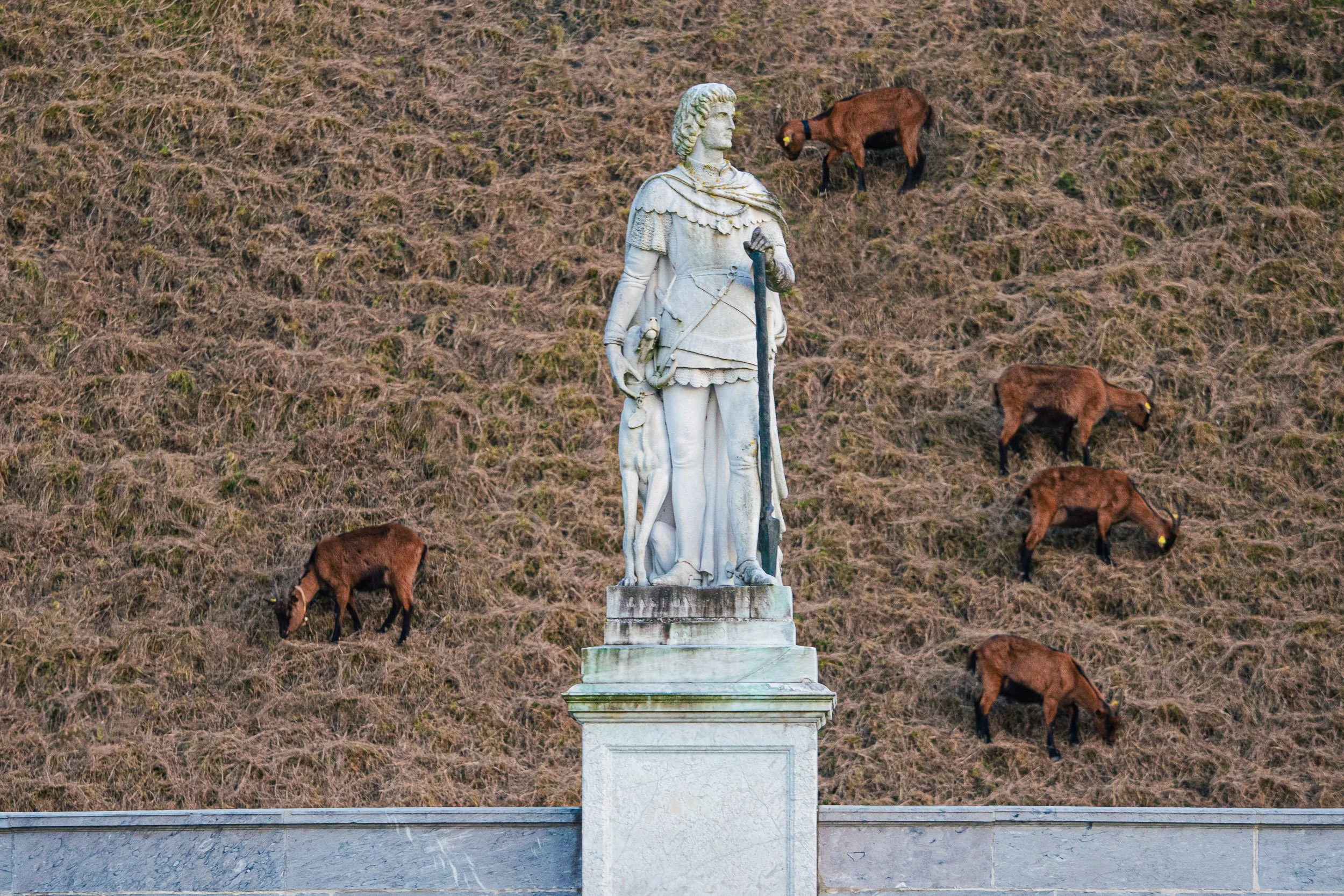 A marble statue of a historical figure standing on a pedestal, with a background of a grassy hillside and grazing goats.