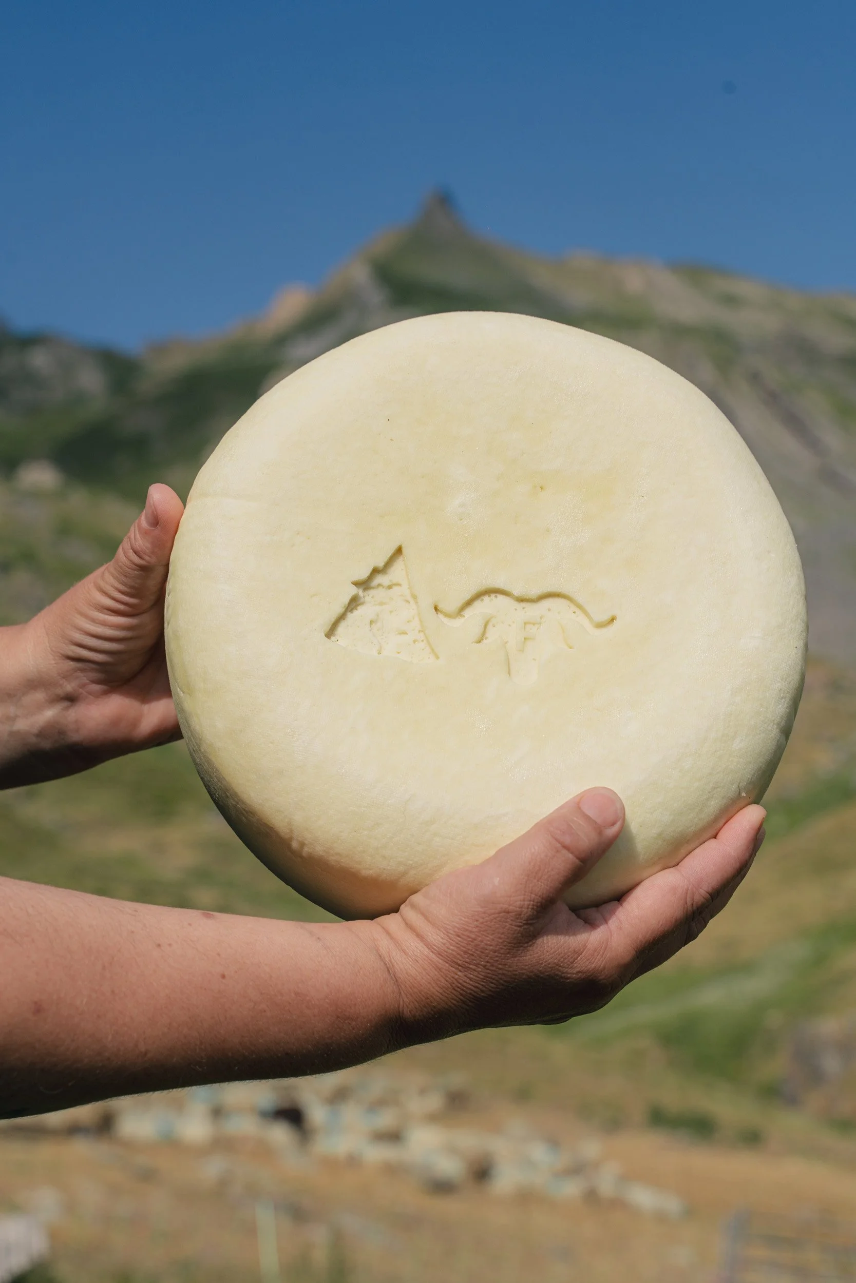 Person holding a large round cheese with cheese carvings of a wolf and a cow, mountains in the background, under a clear blue sky.