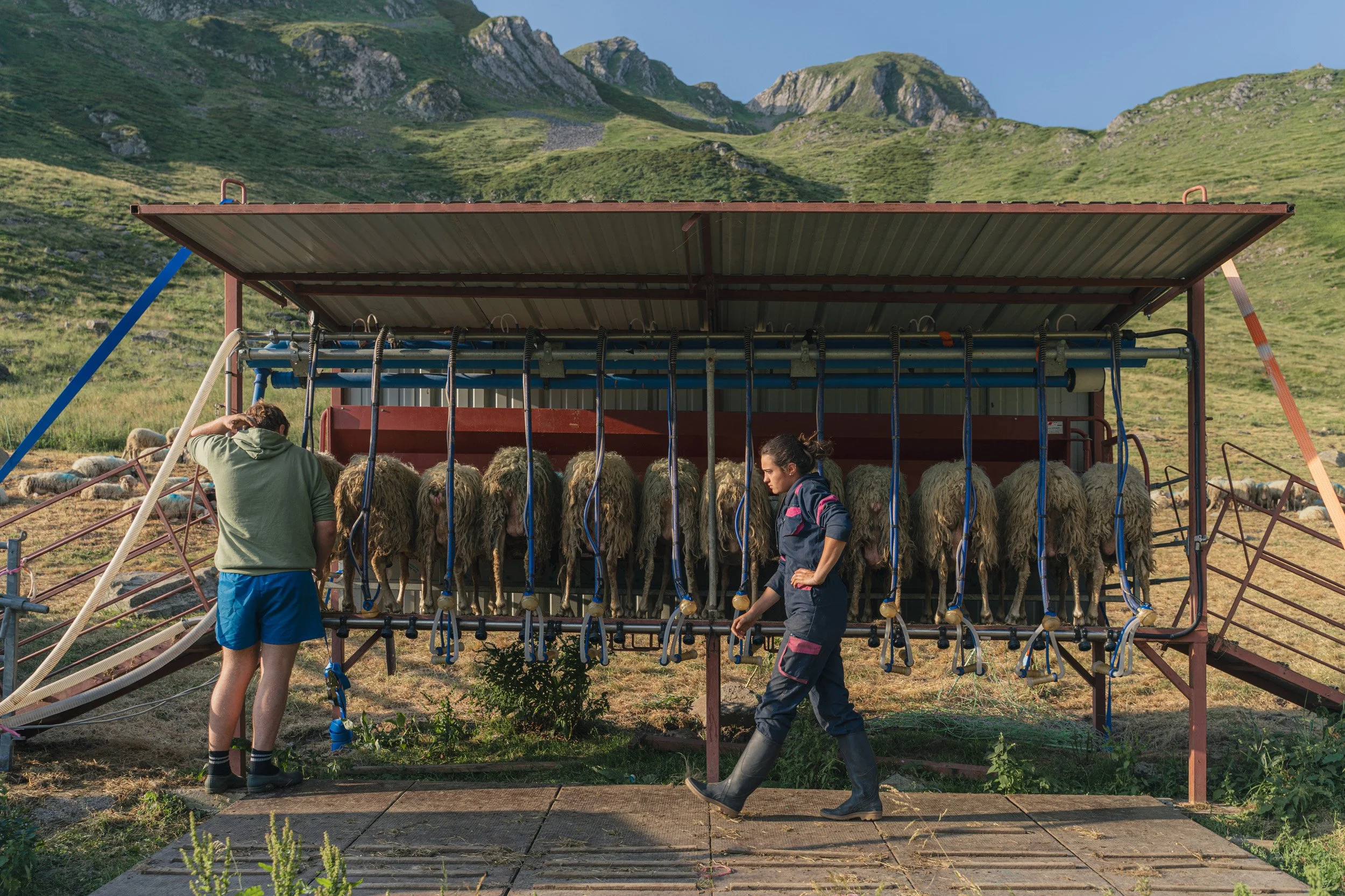 A man and a woman inspecting sheep in a sheep shearing station outdoors with green hills in the background.