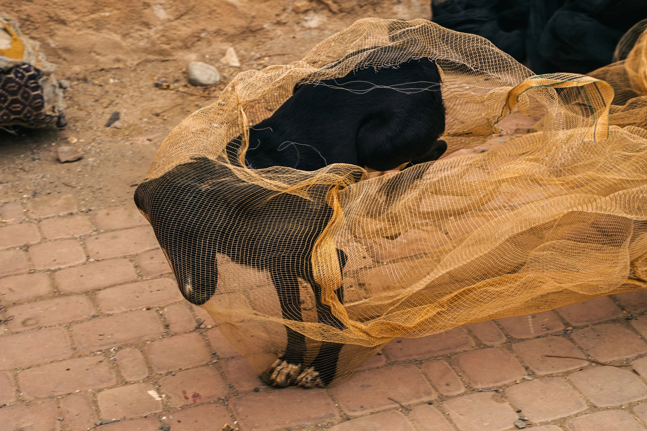 A black dog sleeping inside a yellow mesh net on a brick and dirt ground.