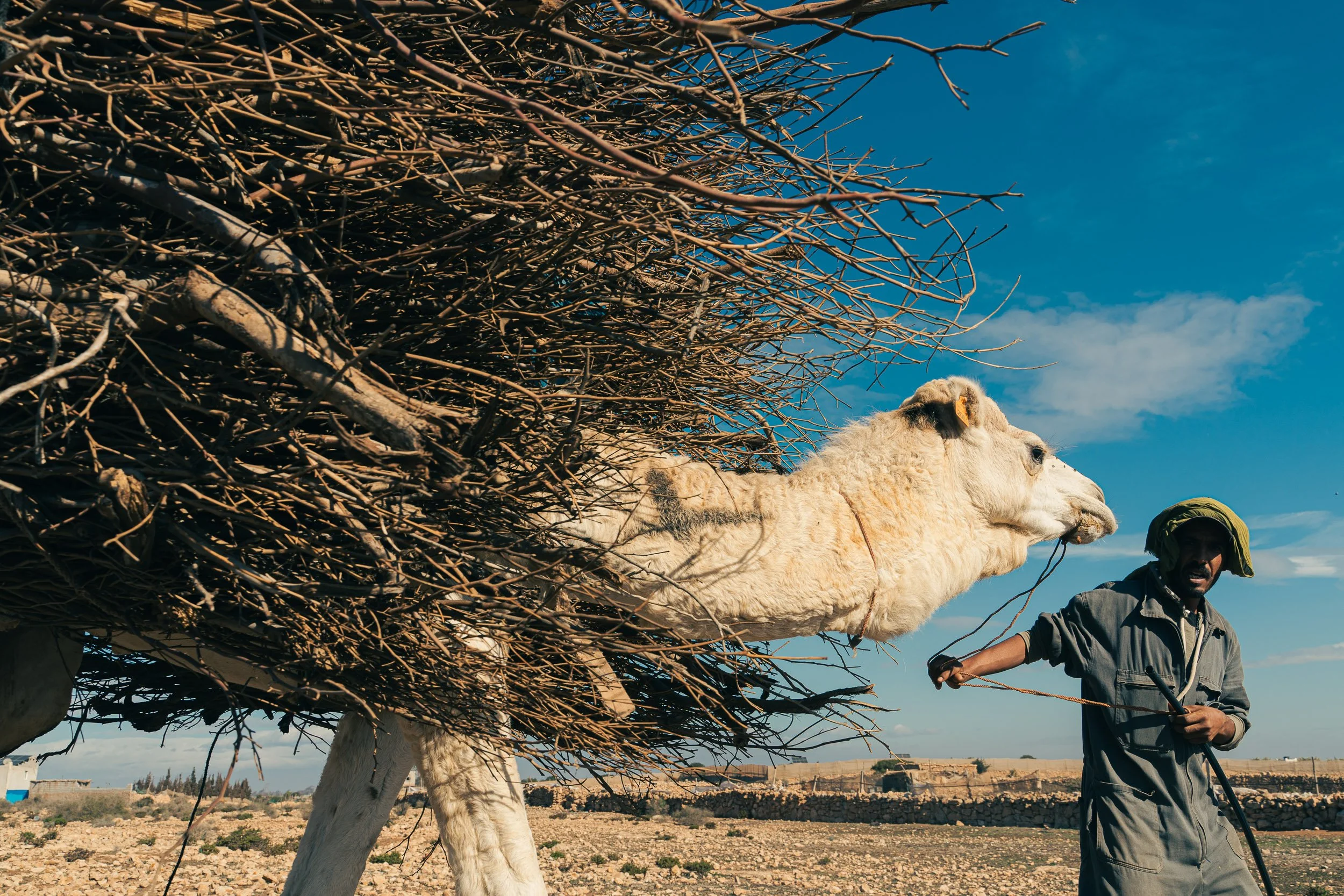 A man pulling a camel laden with a large bundle of twigs or branches in a desert landscape under a blue sky.