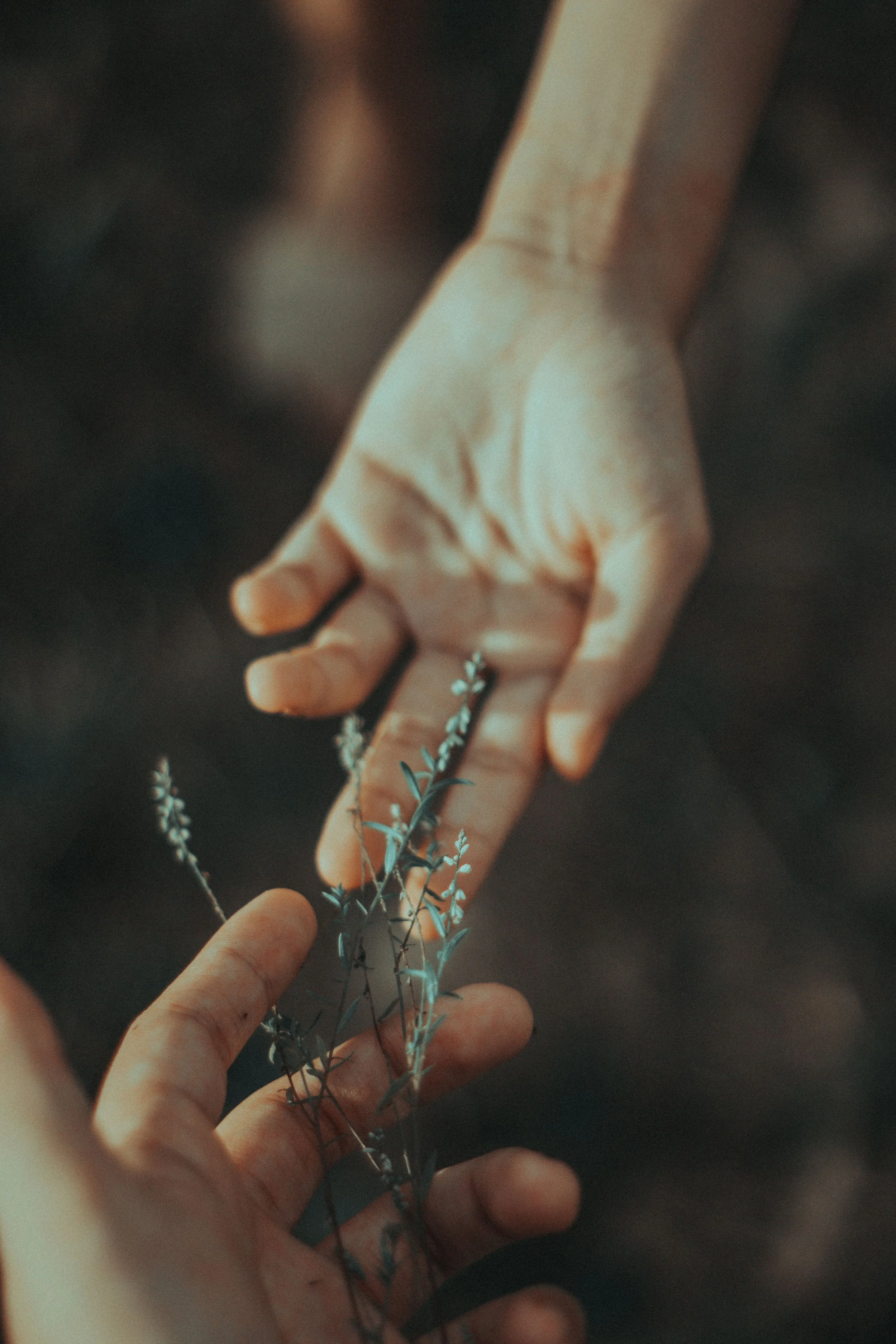 A hand holding a small bundle of lavender stems with green leaves, with another finger touching the tips of the stems.