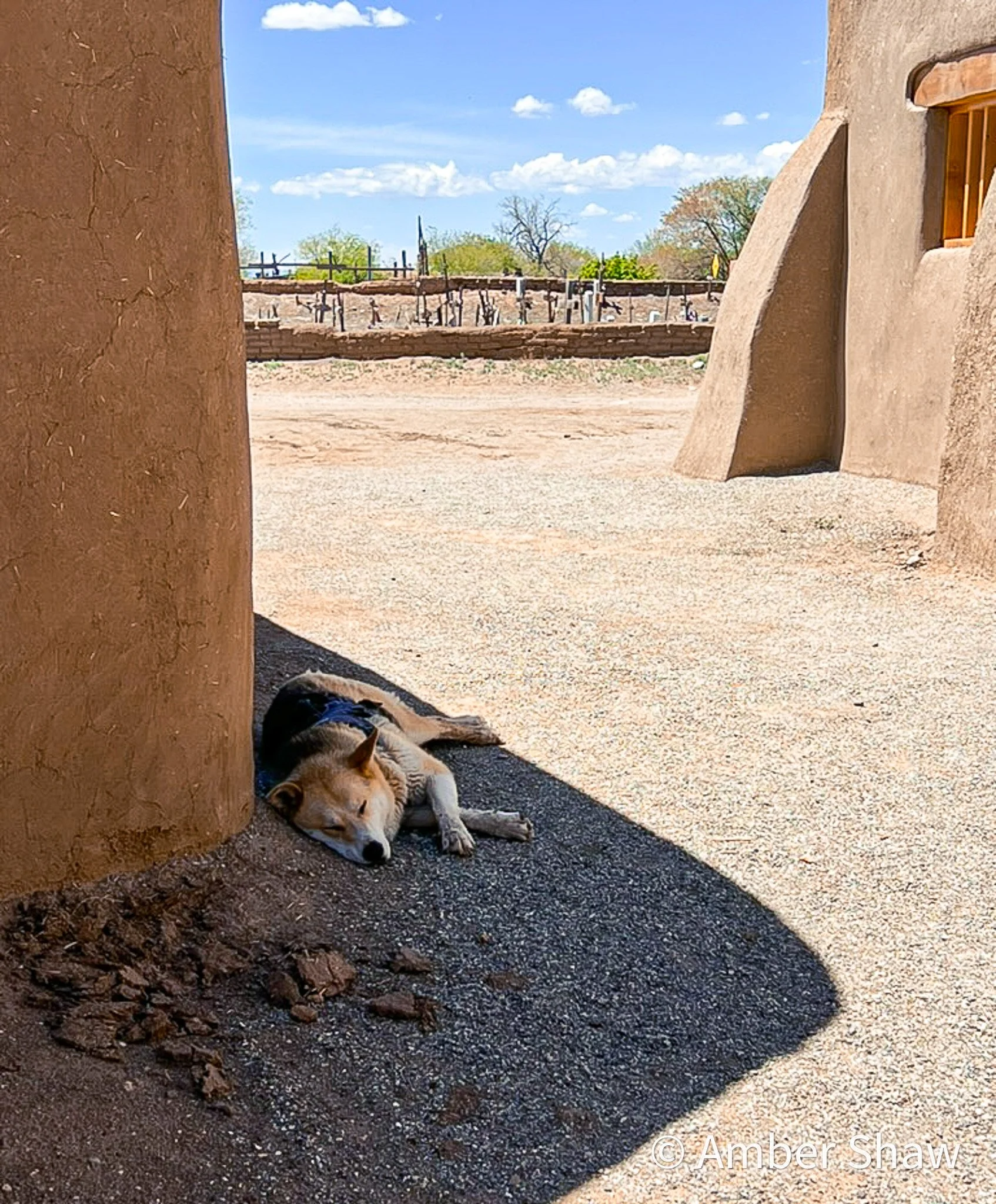A dog resting in the shade of a building with a clear blue sky and trees in the background.