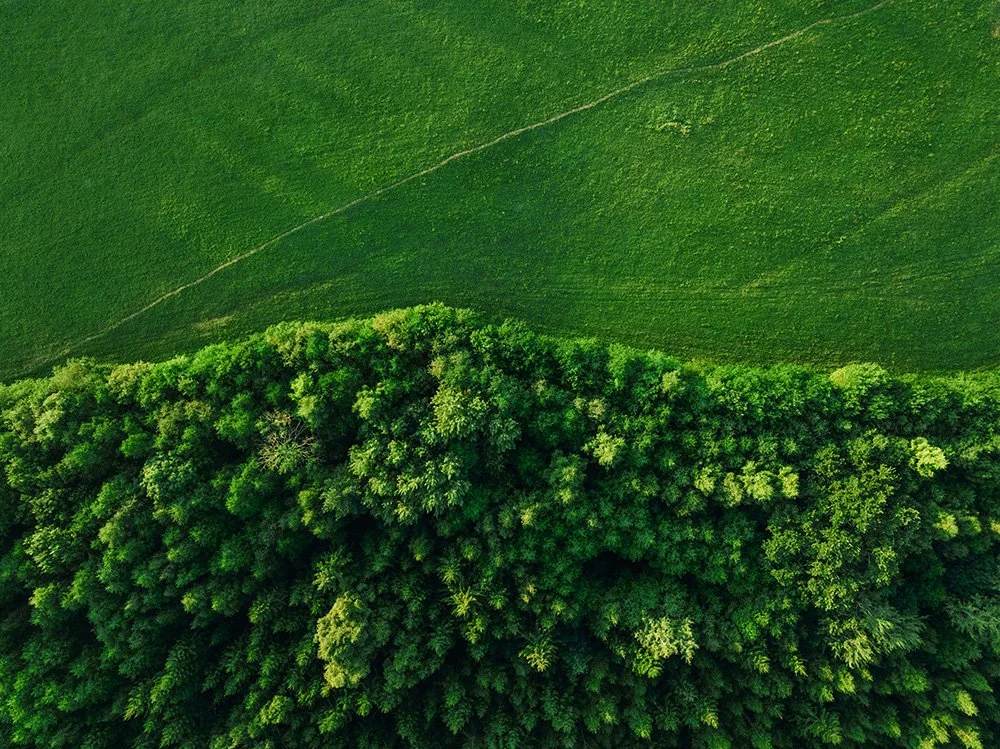 Aerial view of a dense green forest with a grassy field nearby.