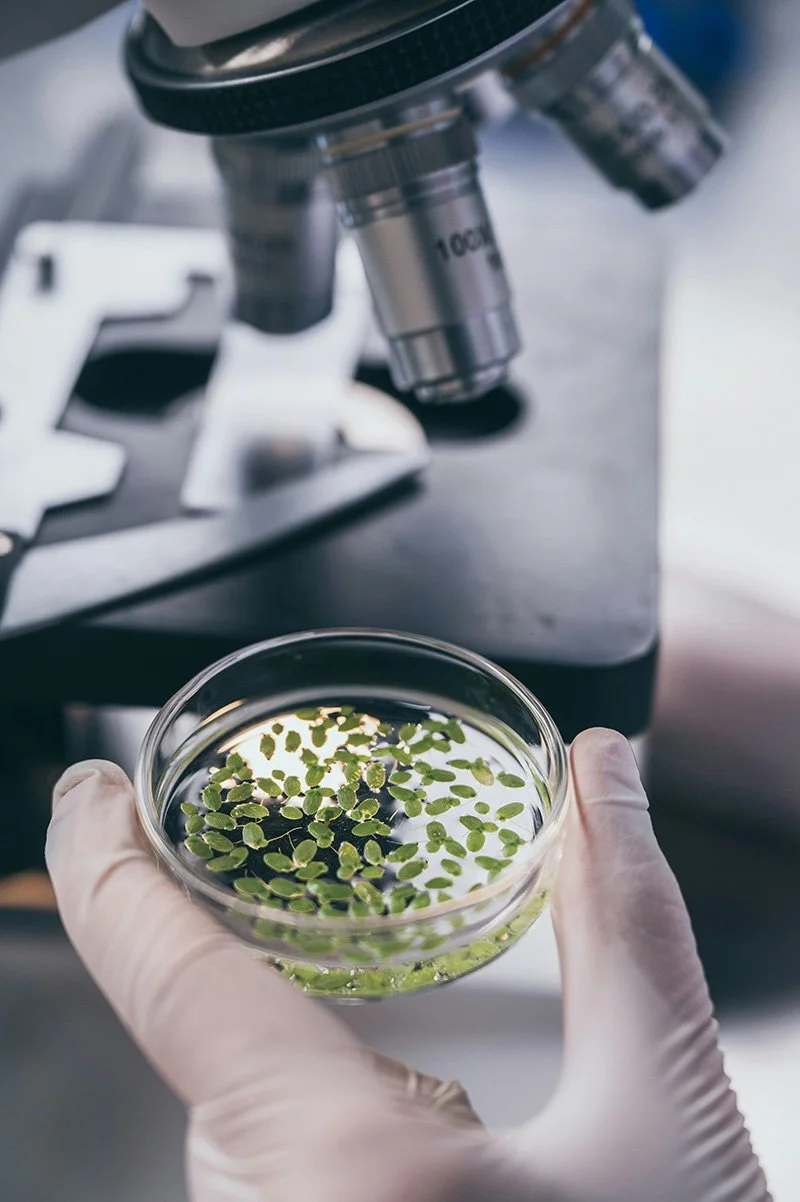 gloved hands of food scientist holding seeds in a petri dish under a microscope