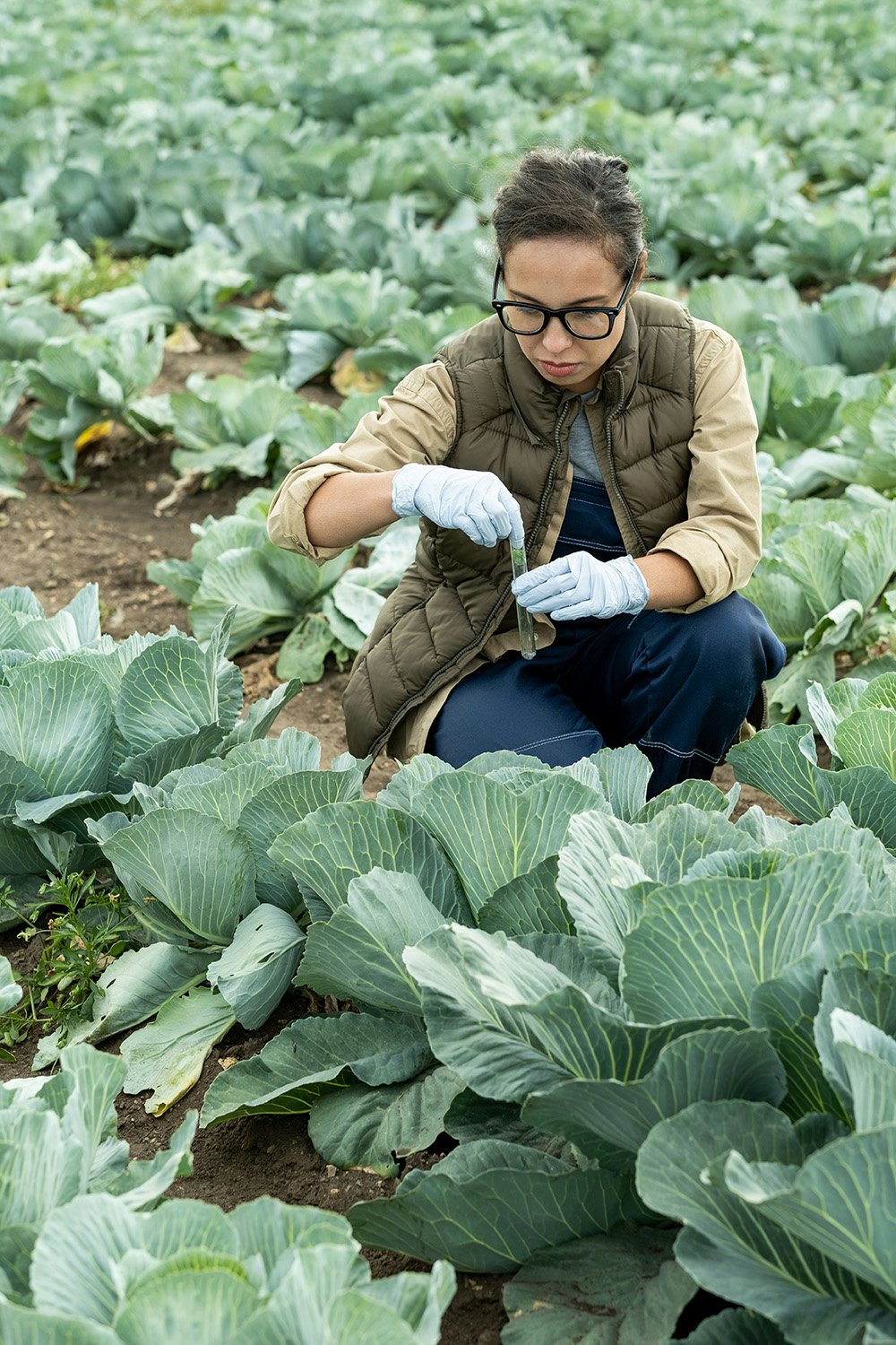 A woman in safety gloves inspecting a plant in a cabbage field.