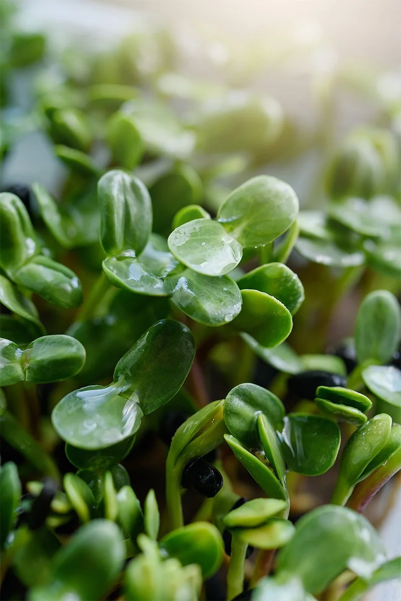 closeup of pea leaf sprouts
