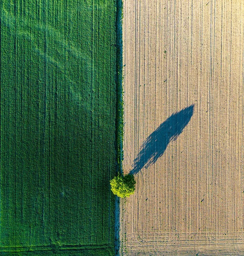 An aerial view of a shadowed tree dividing a green grassy field and a plowed beige field.