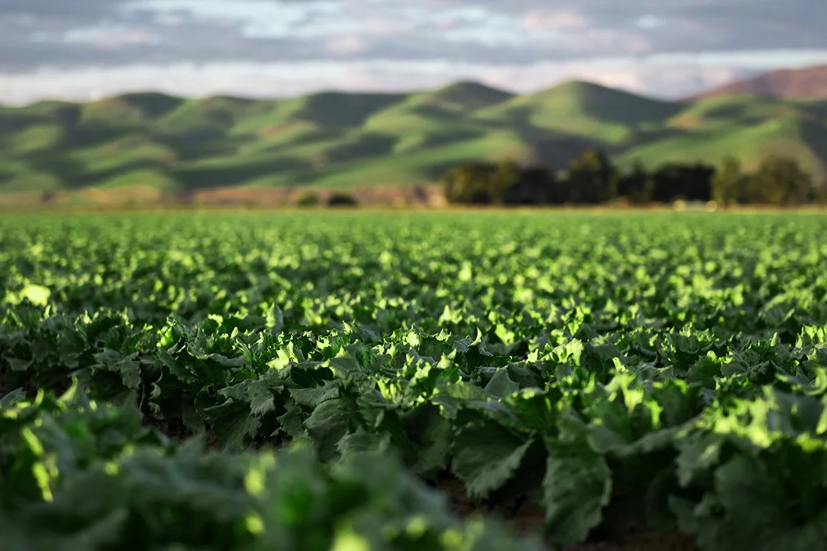 field of vegetables with green hills in background