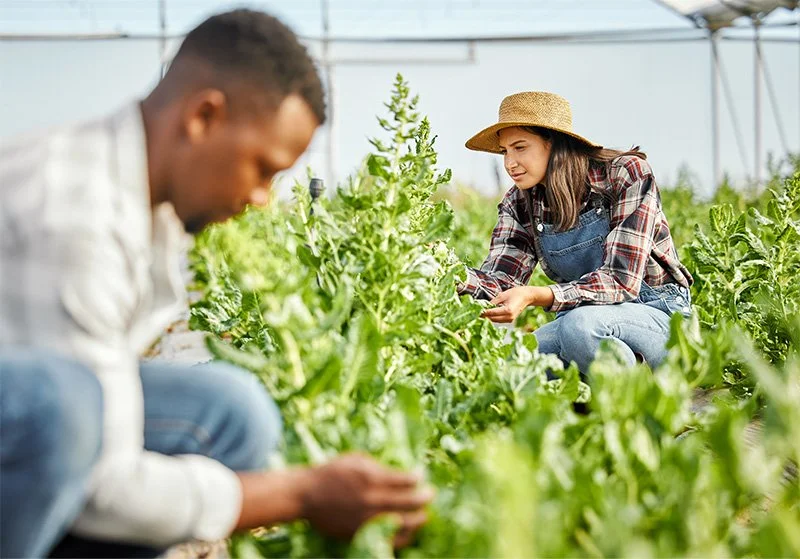 A man and woman gardening in a greenhouse, tending to lush green plants.