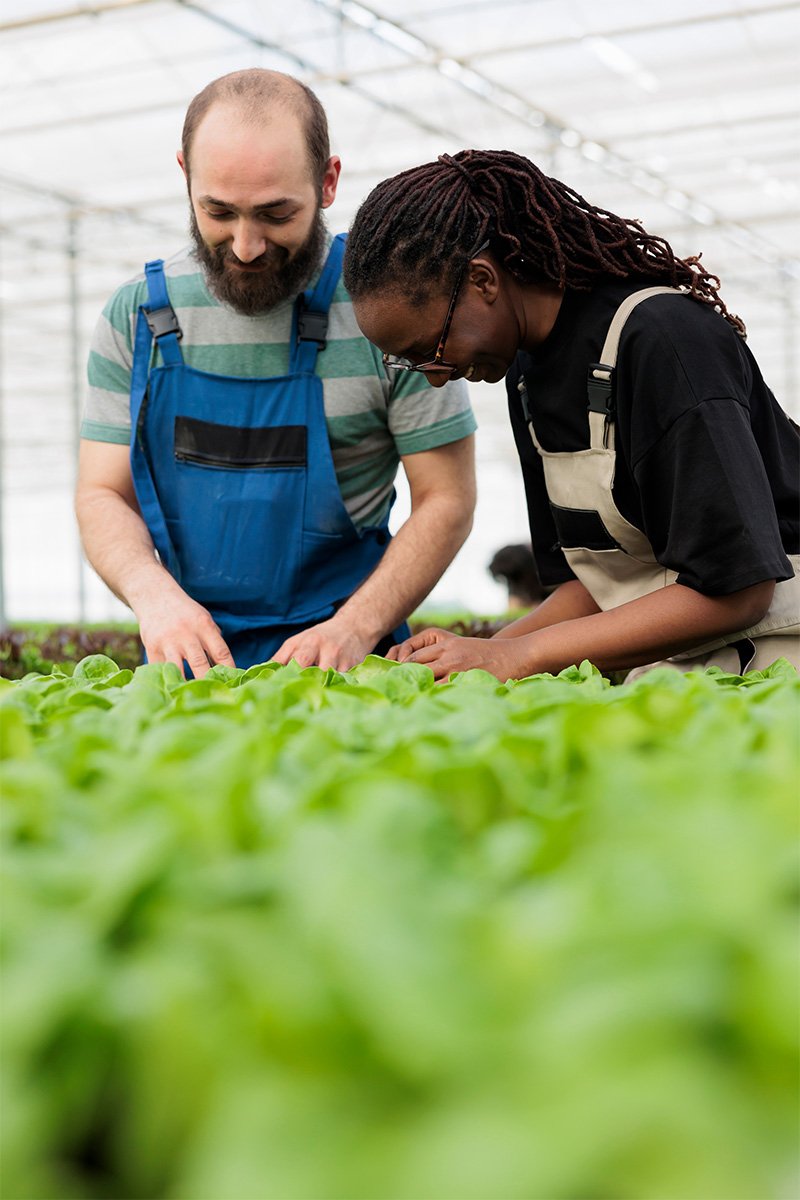 farmers inspecting vegetables