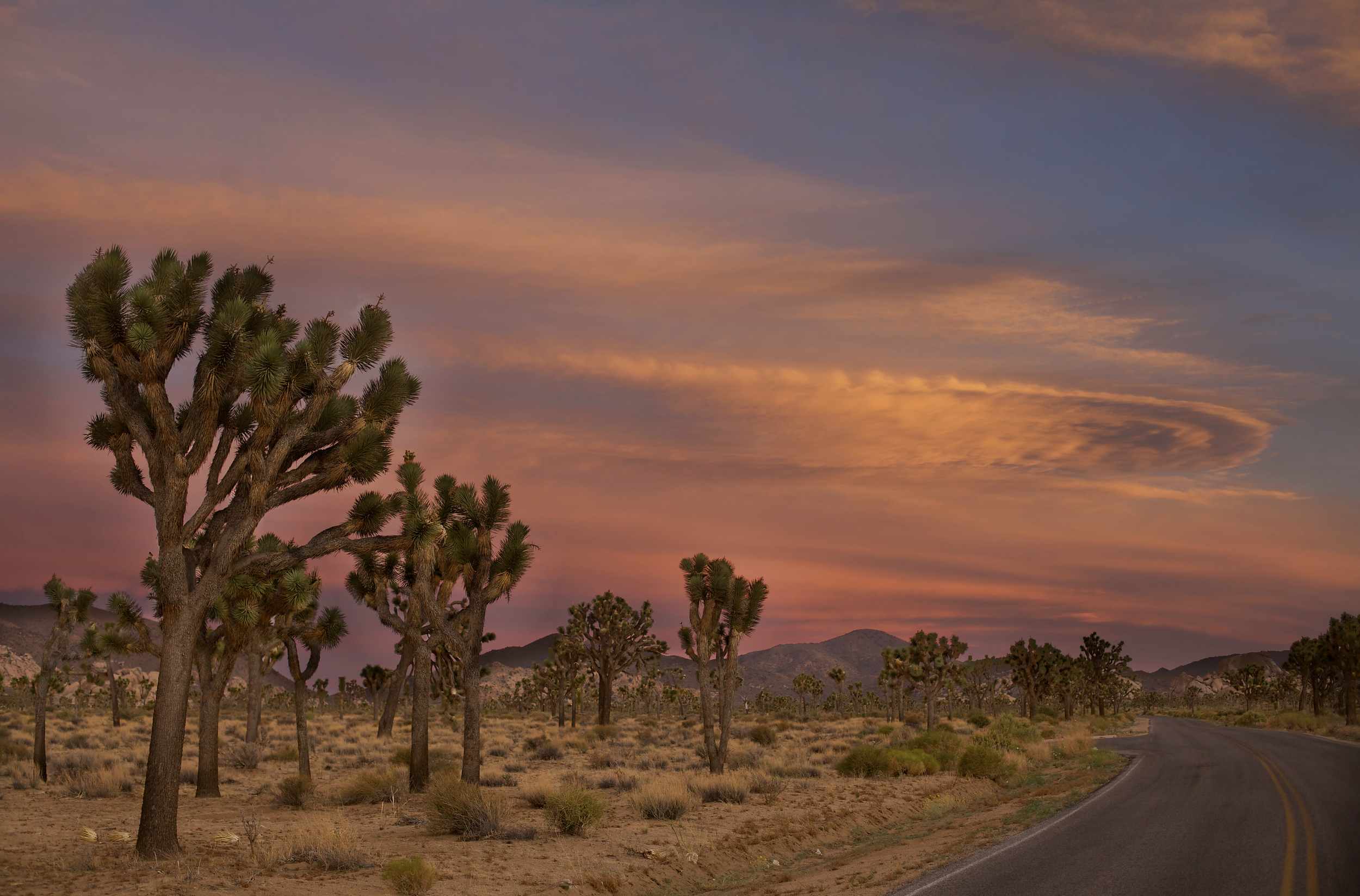 Joshua Tree