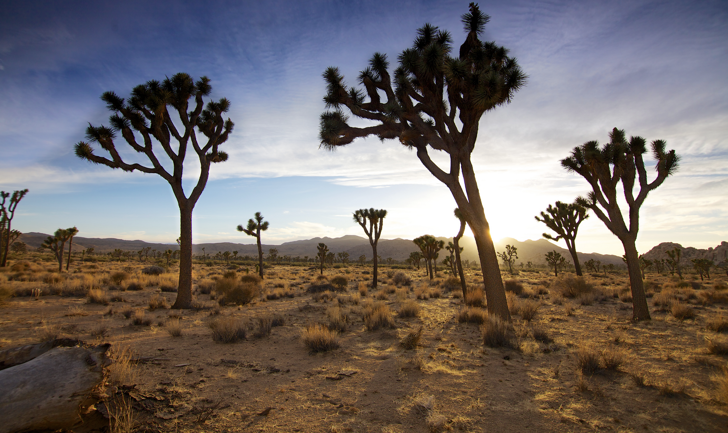 Joshua Tree