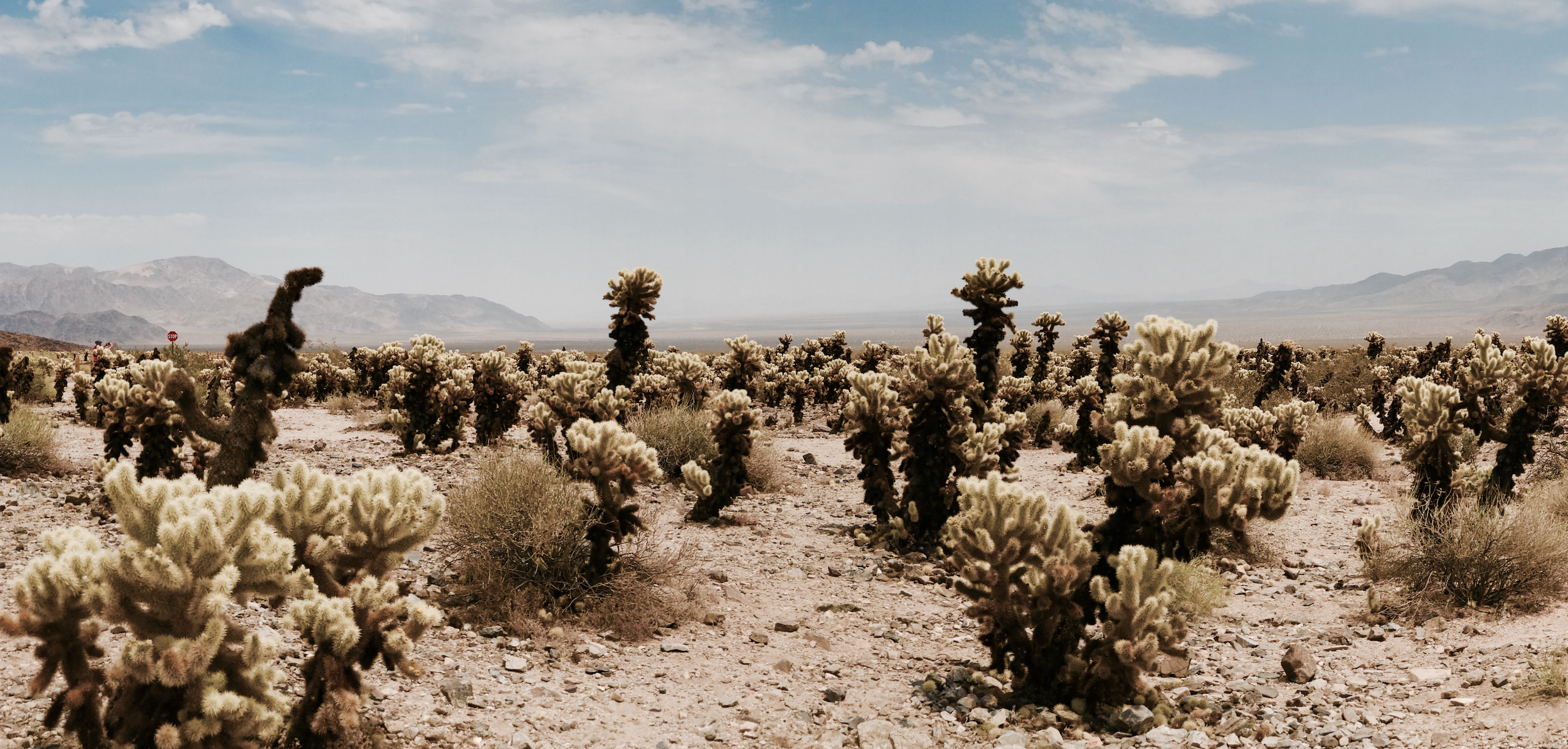 Joshua Tree