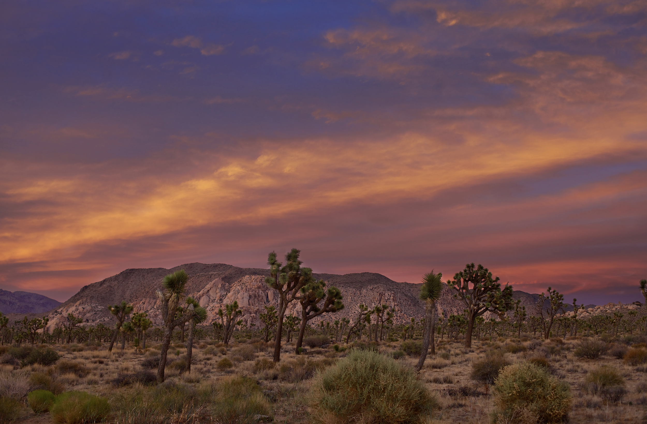 Joshua Tree