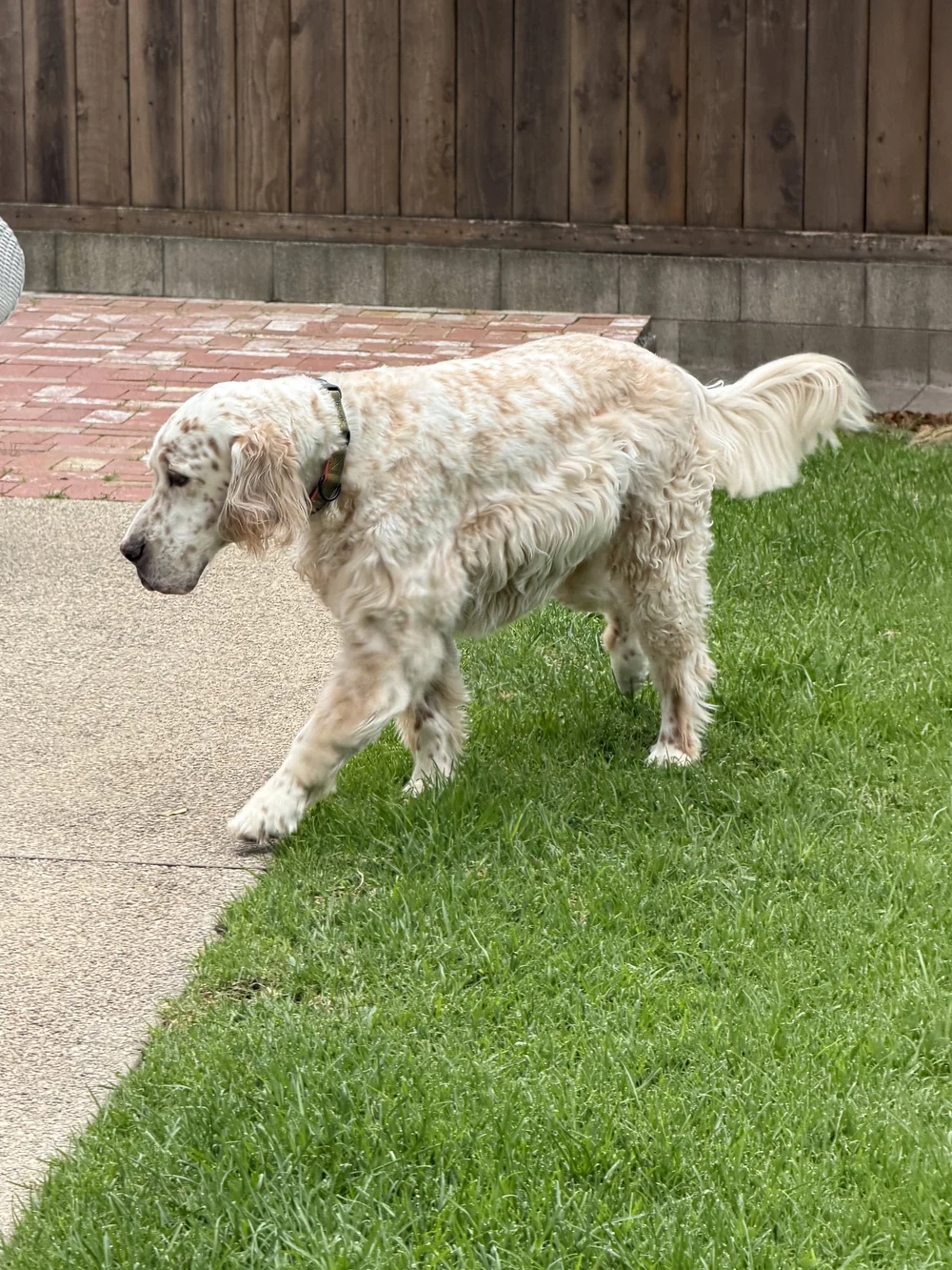 A happy dog in a freshly cleaned Santa Barbara yard
