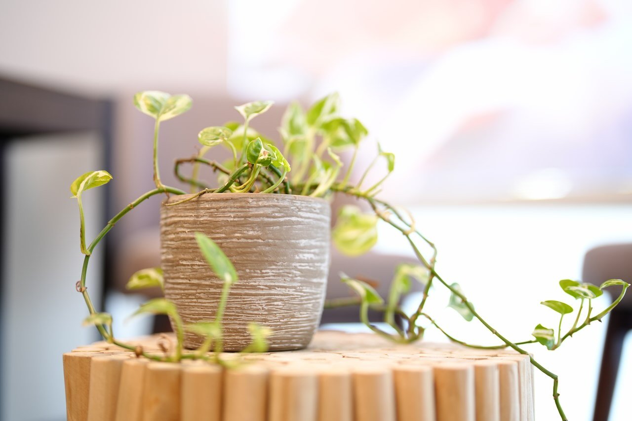 A potted trailing plant with green leaves on a wooden surface, with a blurred background.