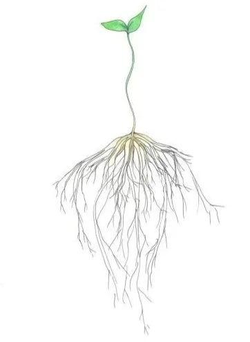 A simple illustration of a sprouting plant with roots.