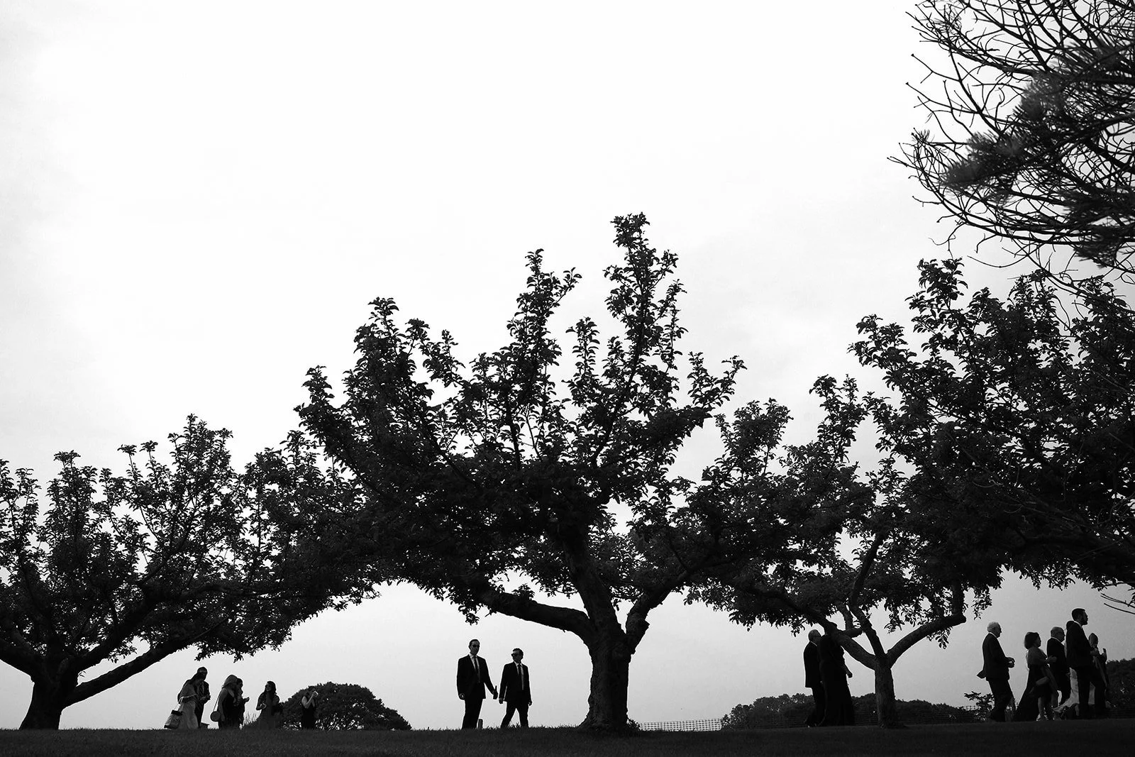 Silhouette of people walking under large trees on a cloudy day.