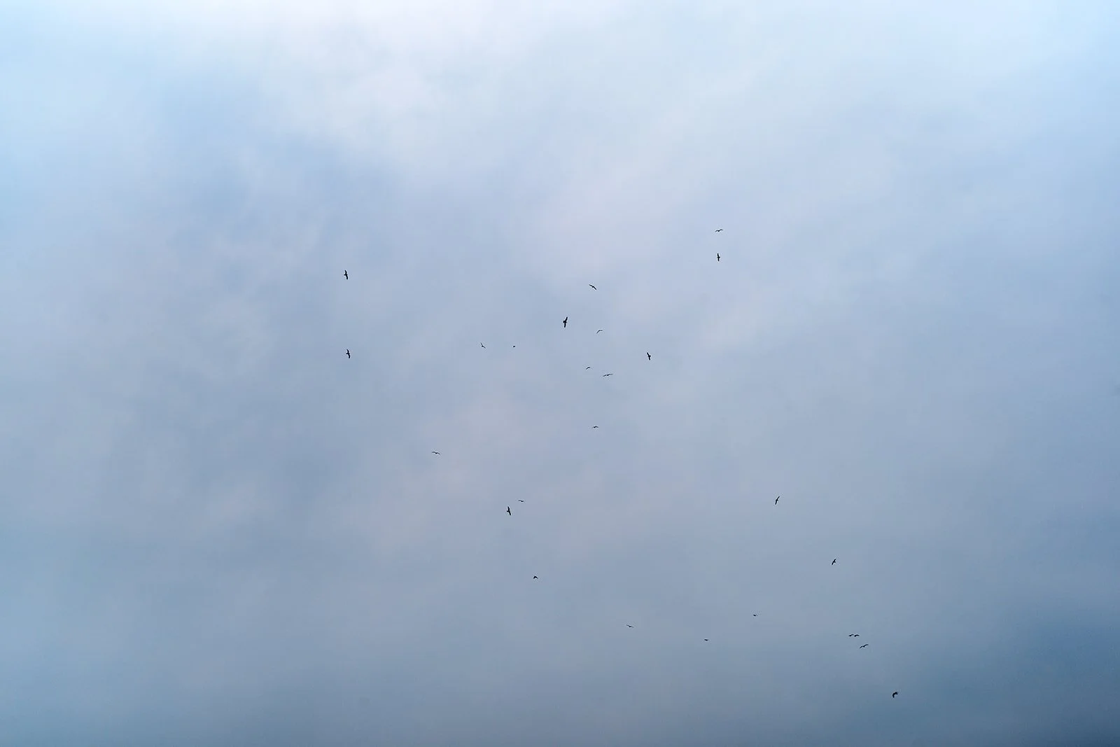 Cloudy sky with several birds flying.