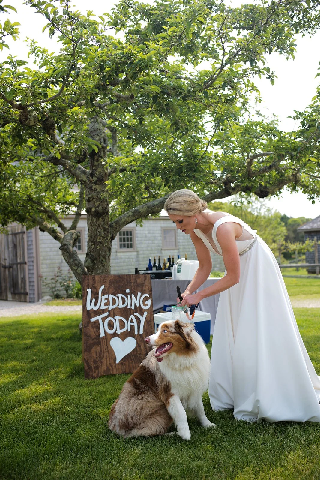A bride in a white wedding dress bending down to put a collar on her Australian Shepherd dog, sitting on grass under a tree. A wooden sign nearby reads "Wedding Today" with a heart, and a table with bottles is in the background.