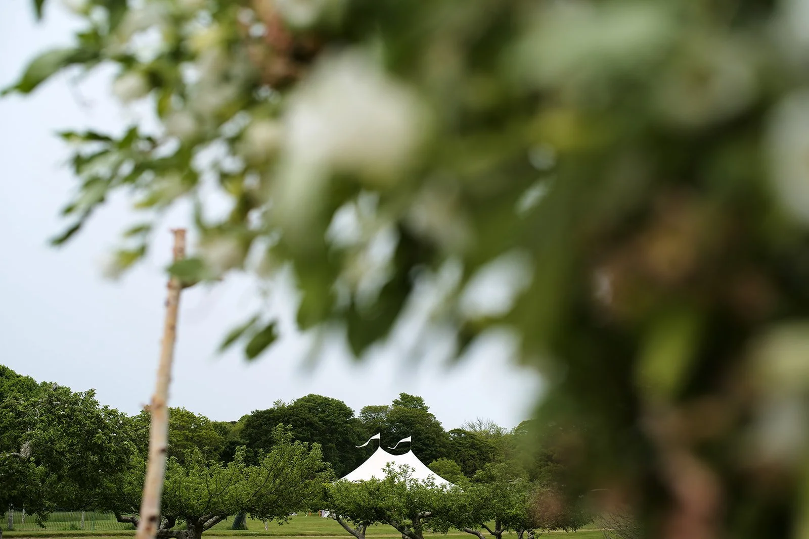 A park with green trees and a white tent with two flags on top, partially obscured by blurred leaves in the foreground.