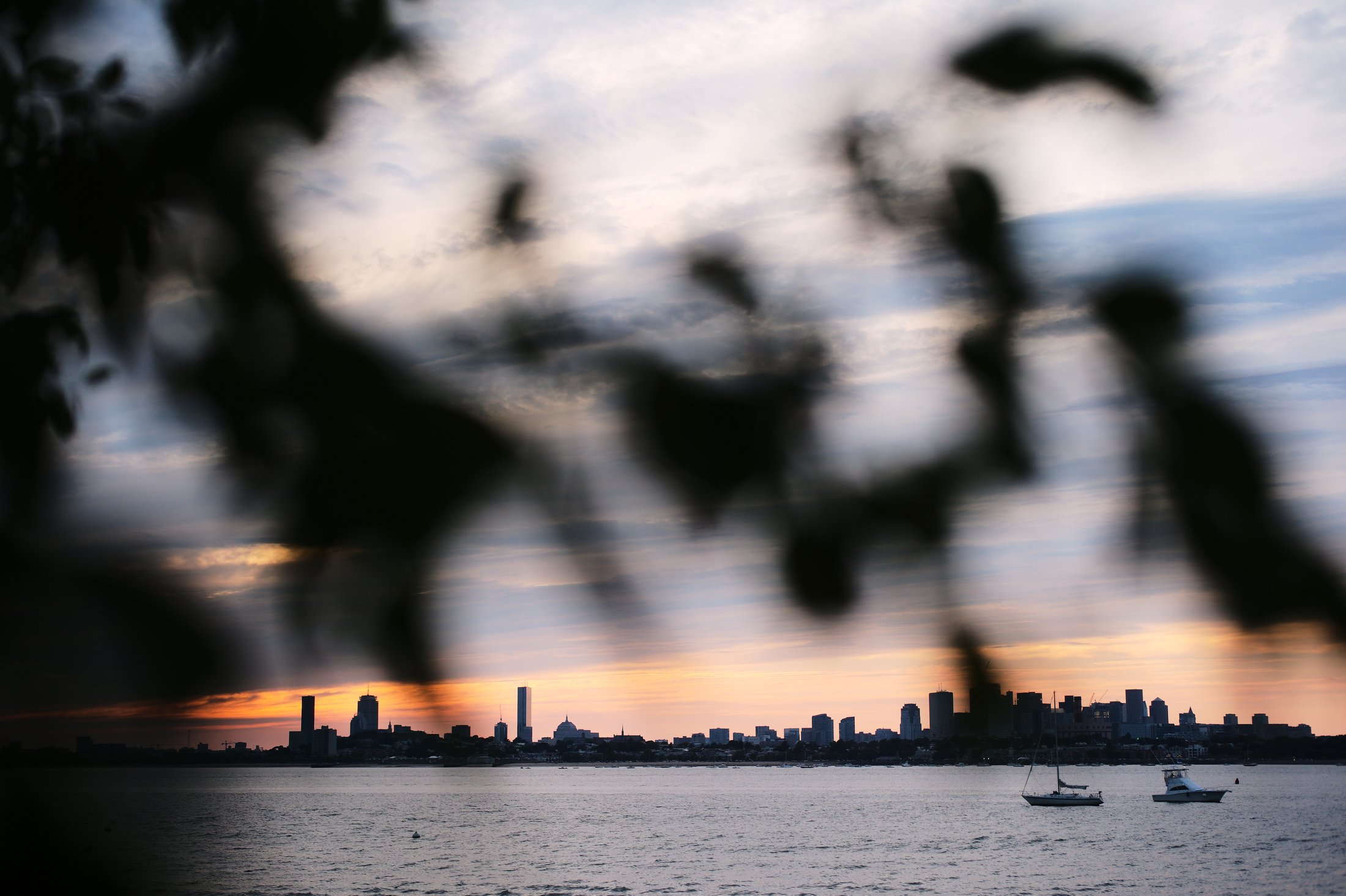 Blurred silhouette of tree branches above a body of water with a city skyline and sunset in the background.