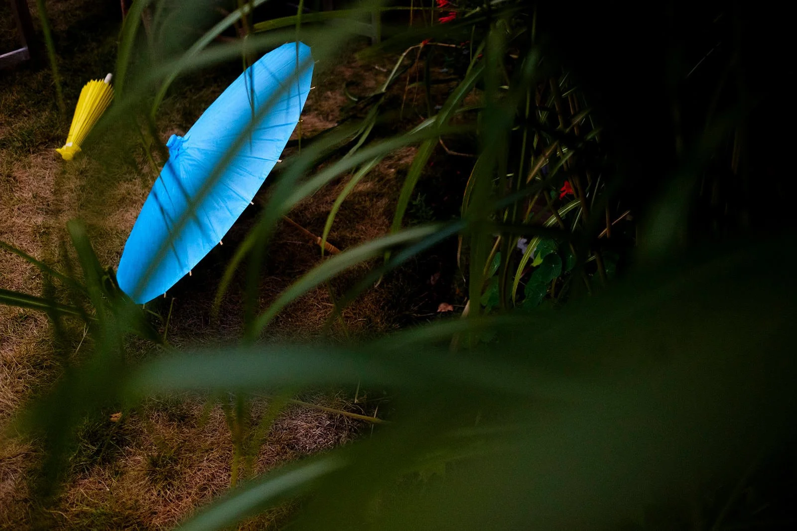 A blue paper parasol partially hidden among green grass and tall plants in a garden setting at night.
