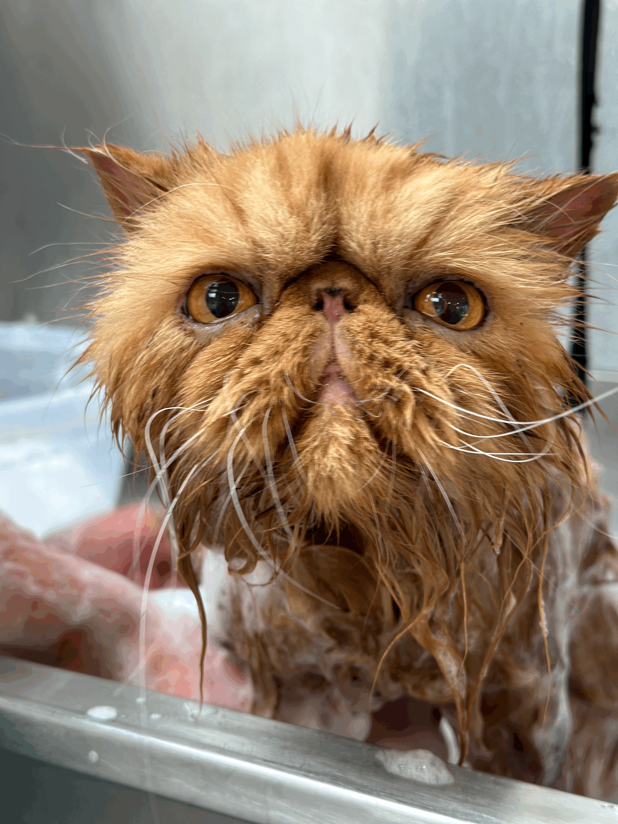 Cat grooming: Lion trim and wash