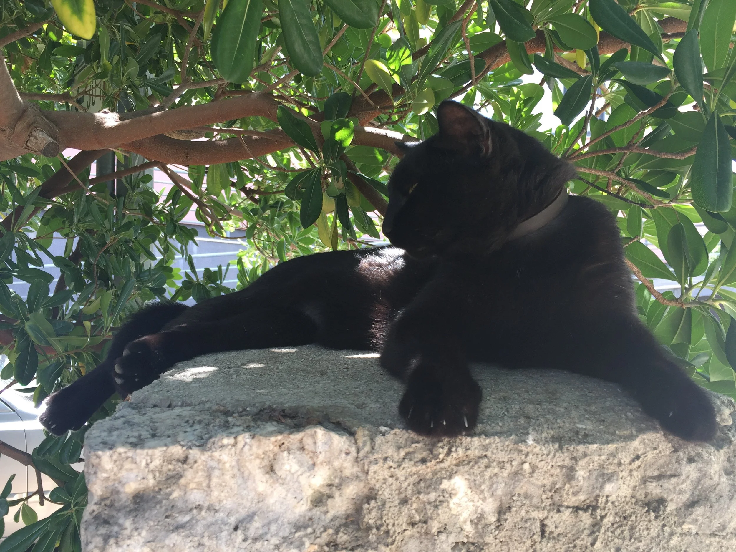 One visit per day - Weekend + Bank Holiday